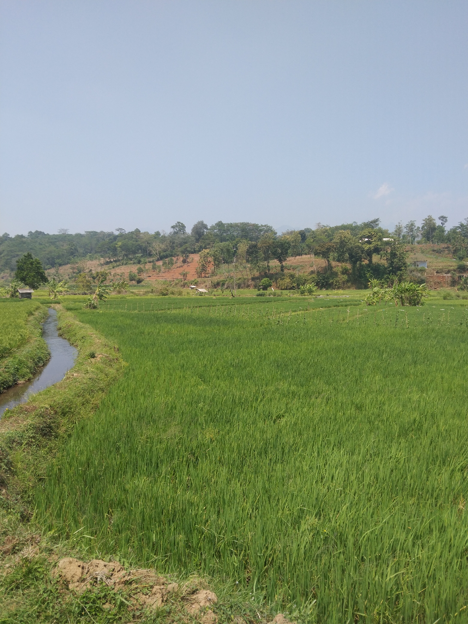 The image depicts a serene rural landscape in Keling, Indonesia, characterized by lush green rice paddies stretching across the midground. A narrow, flowing water channel borders the left side of the paddy fields, with a dirt path and vegetation along its edge. In the background, a gentle, tree-covered hill rises, revealing patches of red earth and scattered structures, including what appear to be small huts or shelters. The sky above is a clear, pale blue, suggesting fair weather. The scene conveys a sense of agricultural productivity and tranquility.
