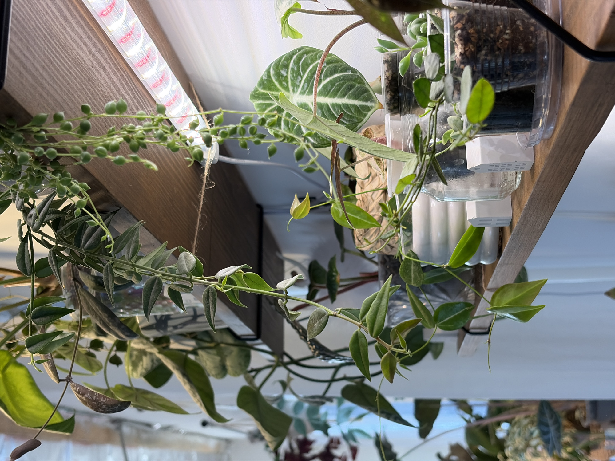 The image shows a close-up view looking up at a shelf laden with various houseplants. A long, slender LED grow light is affixed to the underside of the wooden shelf. Several types of plants are visible, including a string of pearls with small, round green leaves, a plant with elongated, lance-shaped leaves, and another with a broad, heart-shaped leaf featuring prominent veins. The plants appear to be potted in clear containers, some of which have visible drainage systems. Some of the plants have trailing stems that hang downwards. The shelf and its contents are set against a plain, light-colored background. There is no indication of the location being Malyi Bukor, Russia; this detail cannot be verified from the image.