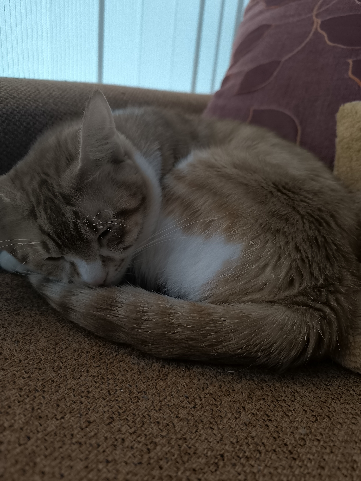 A ginger and white cat is curled up asleep on a brown fabric sofa. A purple patterned cushion is positioned behind the cat, slightly obscuring the view. Behind the sofa, a partially visible light blue vertical slat blind suggests an interior setting. There is no evidence of the location being Varna, Bulgaria in the image.