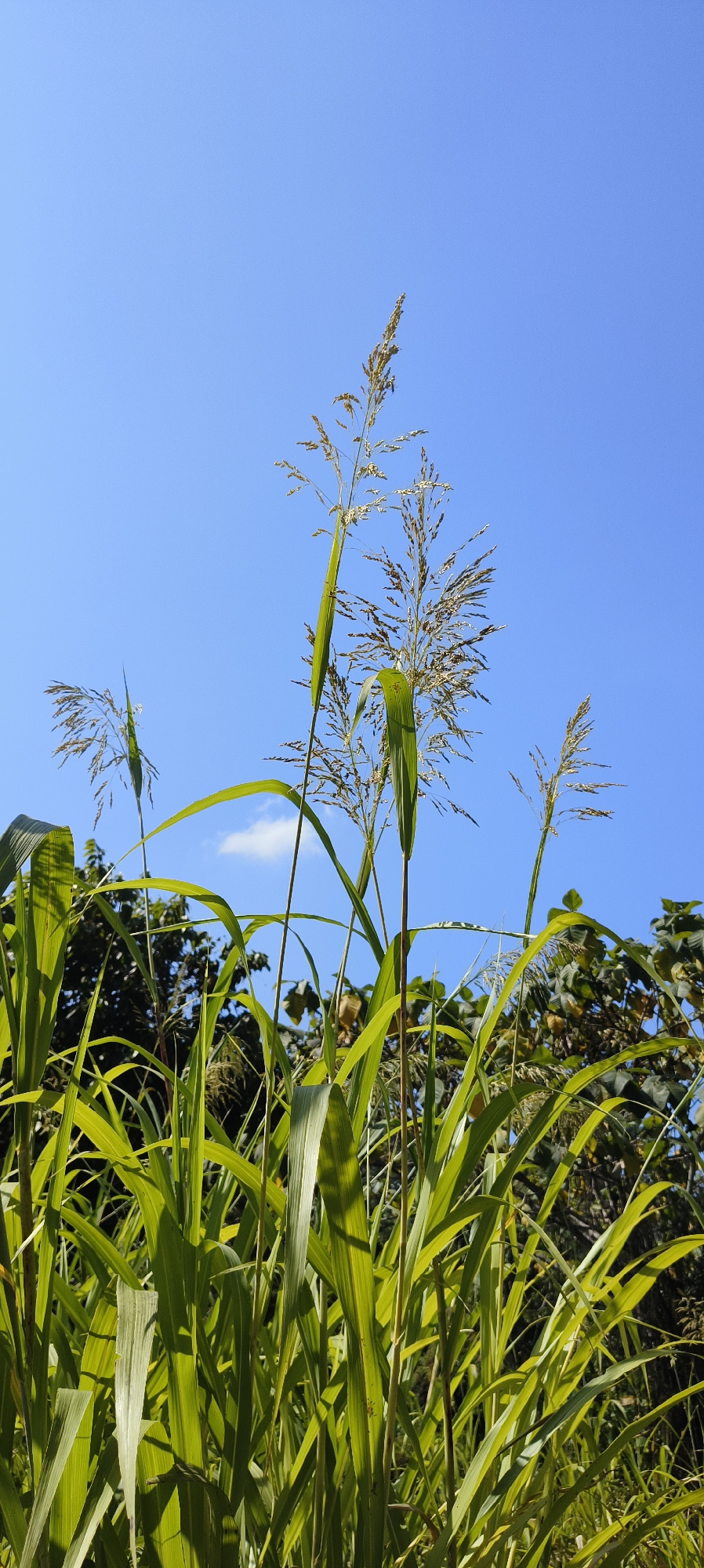 The image is a low-angle shot looking up at tall grass and a clear blue sky. The grass is green and lush, with several seed heads visible at the top of the stalks. In the background, there are trees and a few wisps of clouds. The scene appears to be outdoors, possibly in a natural or semi-natural setting. There are no people or animals present in the image. The lighting suggests it is daytime.