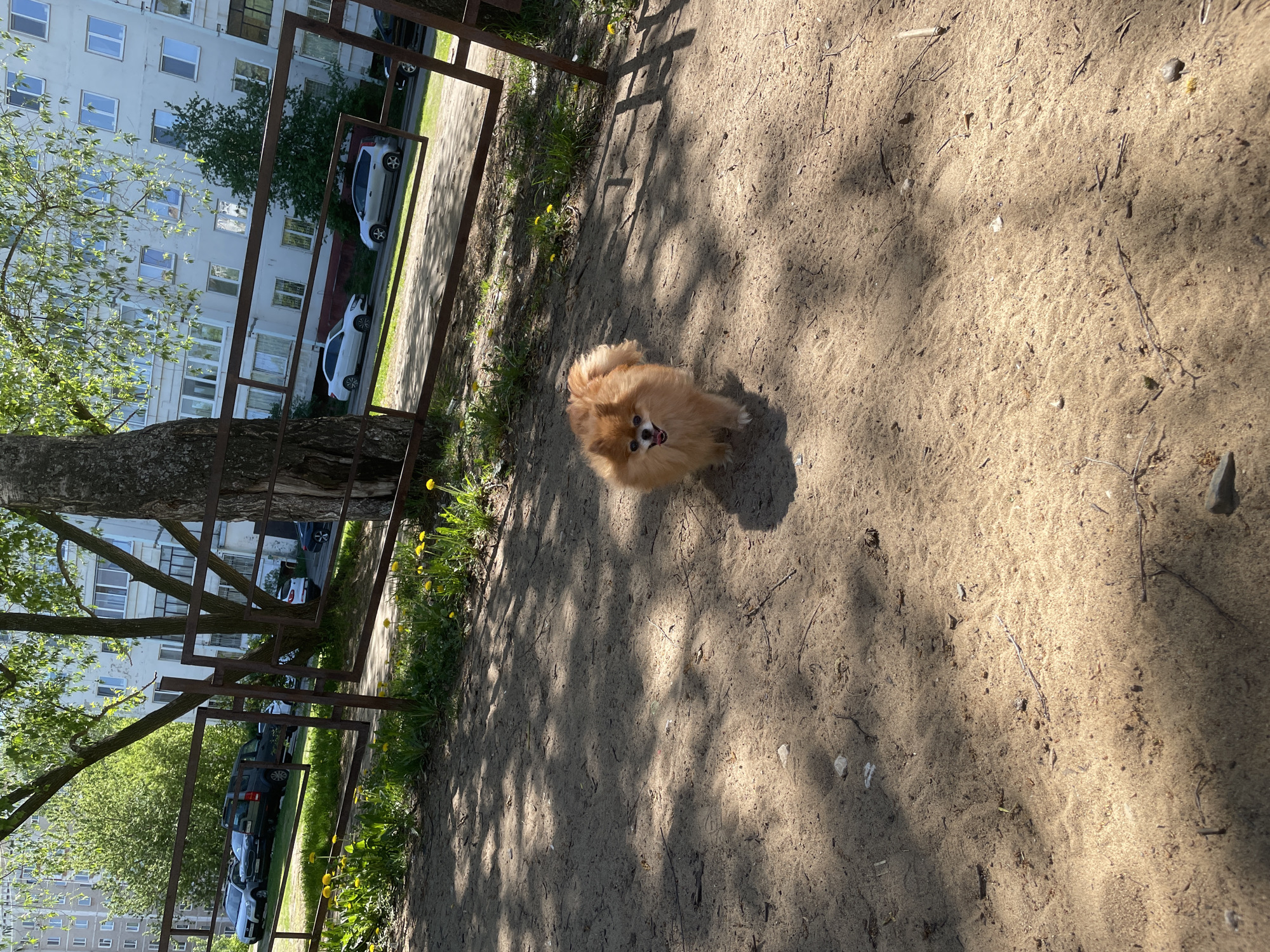 The image depicts a Pomeranian dog standing on a dirt surface. The background includes a tree, a metal fence-like structure, a building, and parked cars. The location is likely Perm, Russia, based on the style of the buildings and parked vehicles. The time of day appears to be daytime. Sunlight is casting shadows across the dirt surface. The Pomeranian dog is looking directly at the camera. There is grass and dandelions growing on the ground.