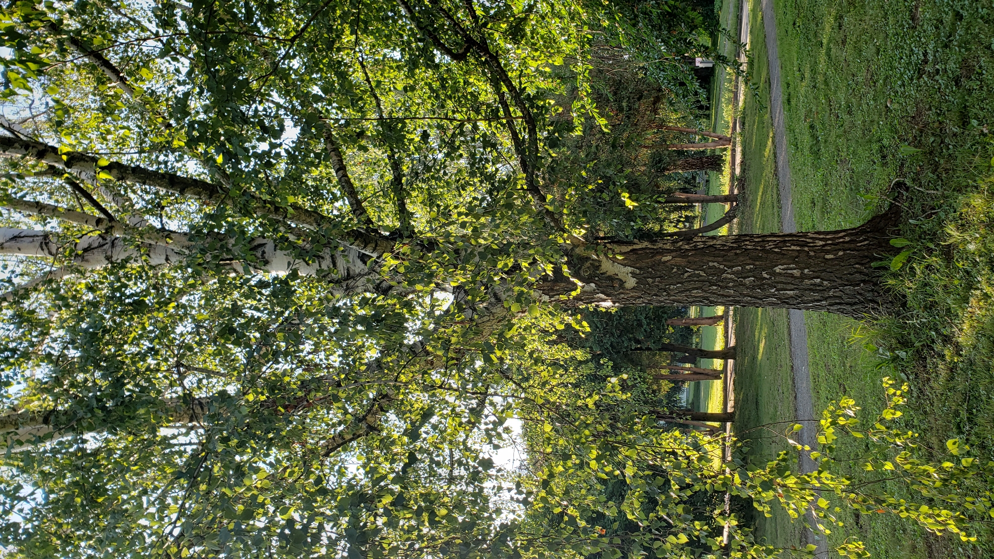 The image depicts a park scene with a prominent birch tree in the foreground. The tree has a thick, textured trunk with characteristic white and dark bark patterns and branches laden with green leaves that are illuminated by sunlight filtering through them. The background shows a path winding through a grassy area with other trees and foliage, suggesting a natural or landscaped park setting. The lighting indicates it is likely daytime, with sunlight casting shadows and highlighting the foliage. There are no people or visible man-made structures aside from the park path. This image was captured in the city of Prešov, Slovakia.