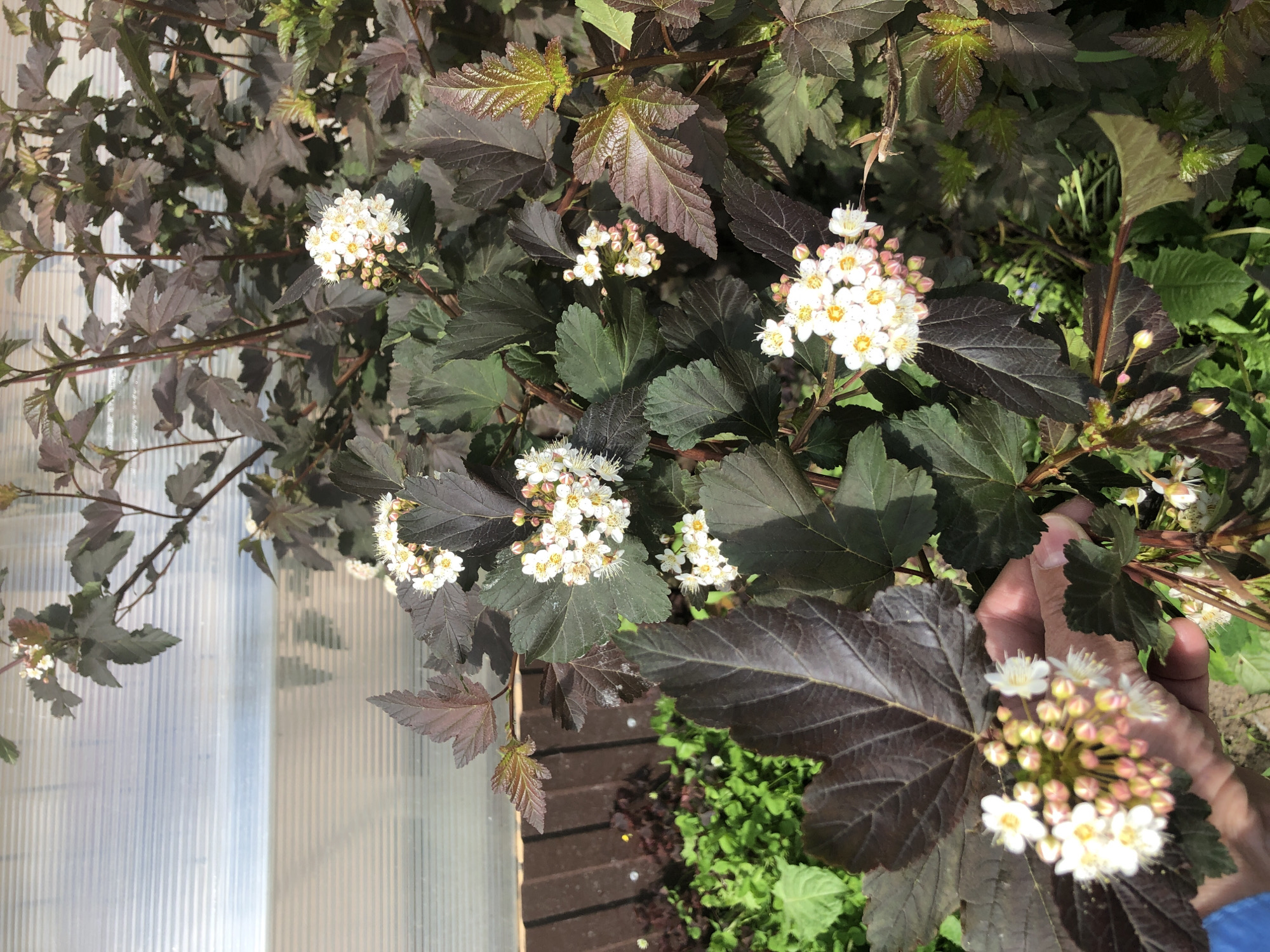 A close-up, high-angle outdoor shot focuses on a plant with dark purple leaves and clusters of small white flowers with yellow centers. The plant is in the foreground and fills most of the frame. Behind the plant, a section of a greenhouse with a corrugated translucent roof is visible, as is a brown wooden fence and lush green ground cover. A hand, partially visible on the lower left, appears to be holding one of the flower clusters. The image was taken in the city of Solikamsk, Russia.