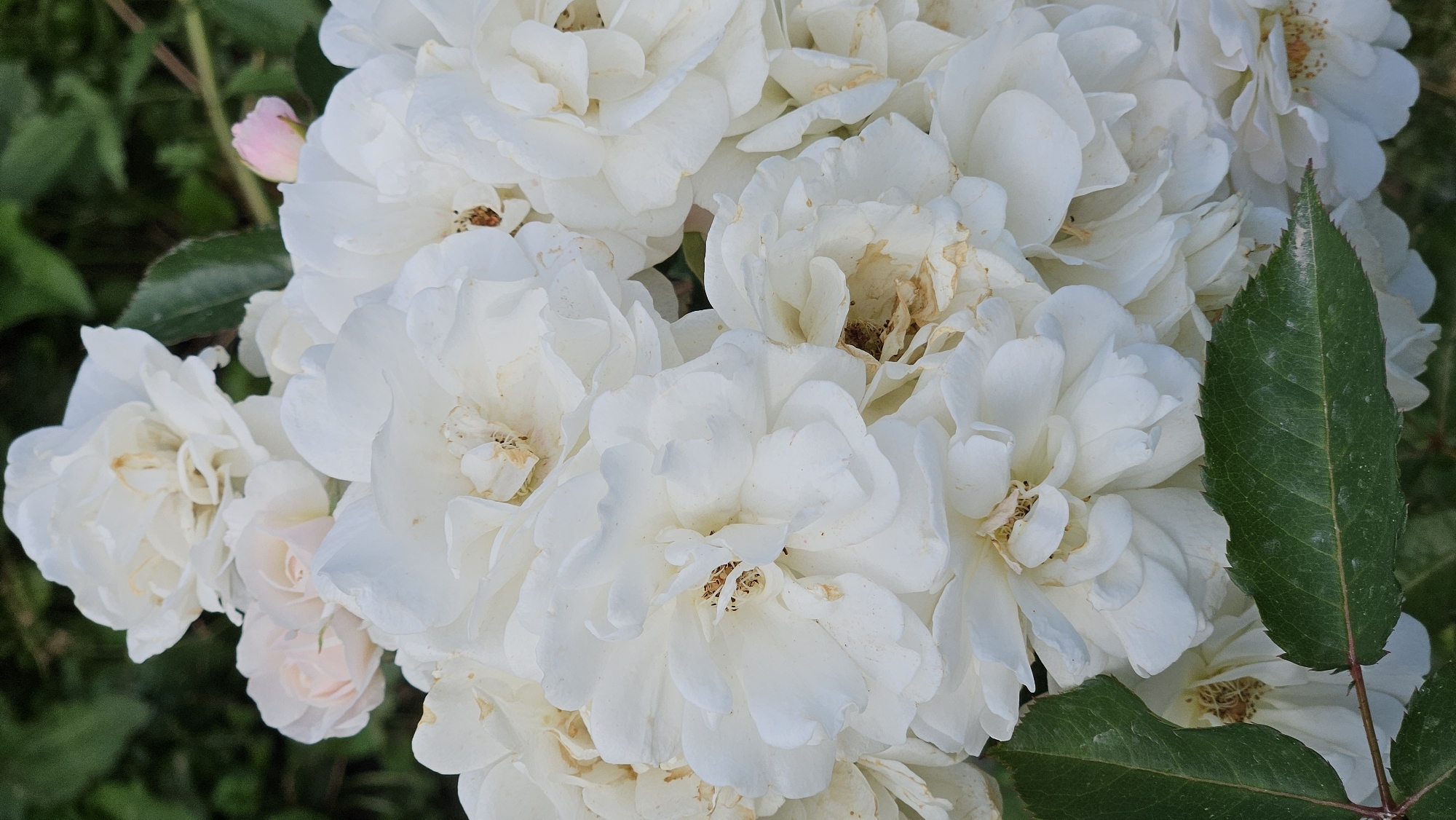 A cluster of white roses with some pale pink buds is in full bloom, with some of the petals showing signs of wilting. The roses are tightly packed together, with some leaves visible in the foreground. The background is blurred green foliage. This image was taken in Parushino, Kazakhstan.