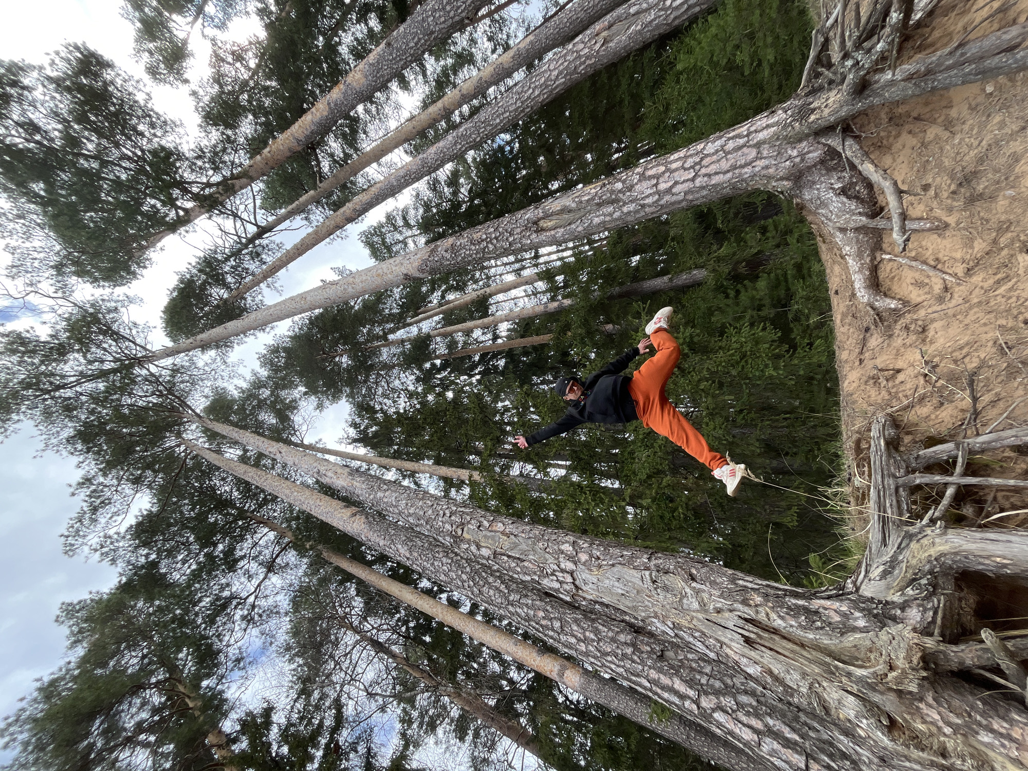 A person in orange pants and a black jacket is positioned on a leaning tree near a cliff in a pine forest. The location is identified as Chaikovsky, Russia. The trees are tall and densely packed, with their trunks angled upwards towards the sky. The terrain consists of sandy soil and exposed tree roots along the cliff edge. The person is captured mid-action with one arm outstretched.