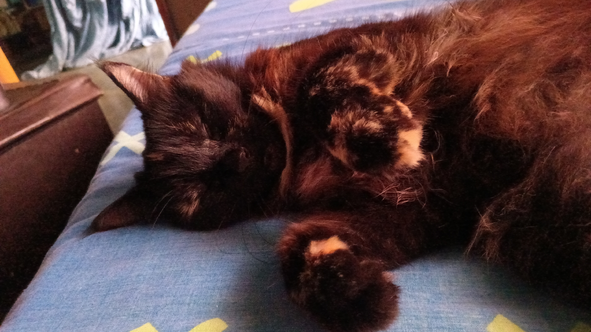 A brown and black tortoiseshell cat is sleeping on a blue bedspread with yellow markings. The cat is curled up with its head resting on its paws. The cat appears to be relaxed. The location is San Felipe, Venezuela.