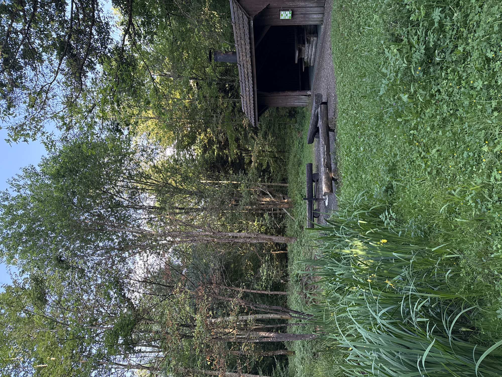 The image displays a forest clearing in Embrach, Switzerland, featuring a rustic wooden shelter and a designated fire pit area. A dense, lush green forest comprising various deciduous trees forms the background and surrounds the clearing, with glimpses of a clear blue sky visible through the canopy.
In the right mid-ground, a dark brown wooden shelter stands with an open front and a dark tiled roof. A black metal chimney pipe protrudes from the roof. Inside the shadowed shelter, a wooden picnic table and benches, constructed from rough-hewn logs, are visible. A small green sign with white text or graphics is affixed to the right exterior wall of the shelter.
To the left of the shelter, in the mid-ground, a circular fire pit containing white or grey ash is present. Three dark, weathered wooden logs are arranged in an arc around the fire pit, serving as benches. An additional log rests nearby on the ground.
The immediate foreground on the left is dominated by a dense growth of tall, sword-shaped green leaves, interspersed with several small yellow blossoms. The rest of the ground in the clearing is covered with a mix of green grasses and smaller leafy plants, some also bearing tiny yellow flowers. Natural light, suggesting late afternoon or early morning, illuminates the scene, creating highlights on the foliage and structures. No individuals or animals are present.