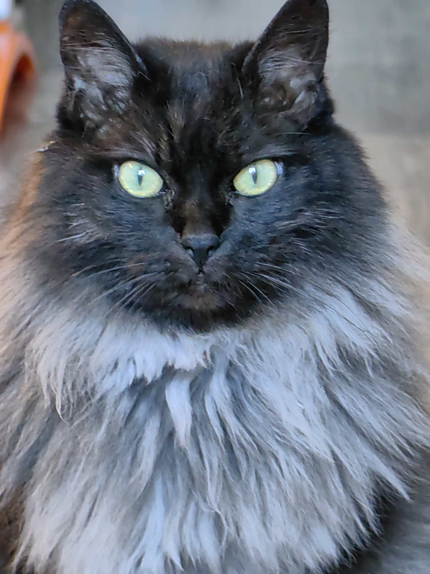 A close-up, head-on shot shows a fluffy black cat with bright green eyes. The cat has a thick mane of gray fur around its neck. The background is blurred and appears to be outdoors, with a hint of an orange object on the left side. There is no indication of the cat's location in Sochi, Russia.