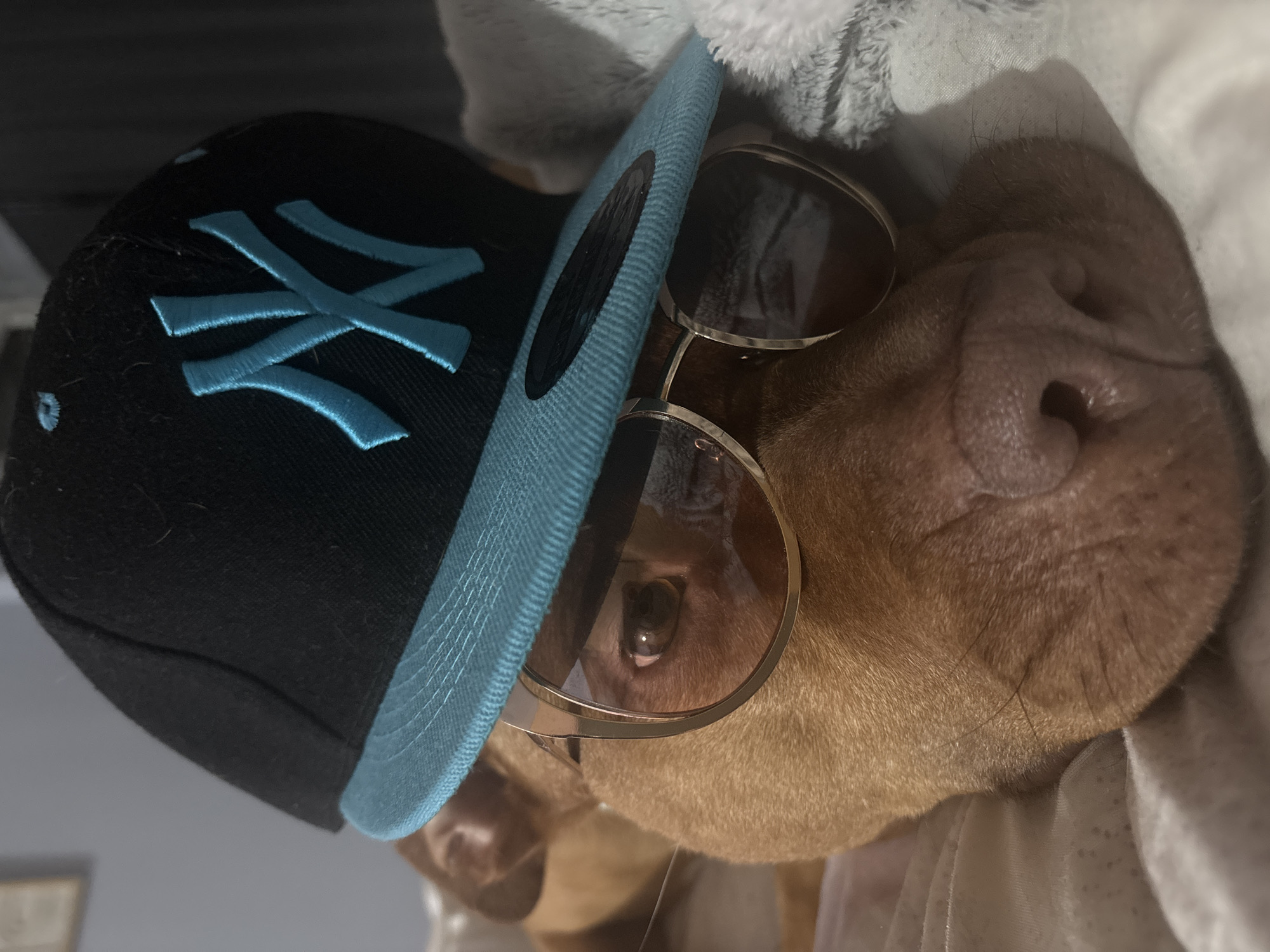 A close-up, horizontal portrait captures a reddish-brown, short-haired dog adorned with a black baseball cap and sunglasses. The dog's head fills the frame, with its dark, moist nose prominent on the right. A black baseball cap featuring a light blue brim and the embroidered light blue New York Yankees "NY" logo is tilted on its head. Round, gold-rimmed sunglasses with tinted lenses are positioned over the dog's eyes, partially obscuring them, though one eye is faintly visible through a lens. The dog appears to be resting on a soft, light-colored surface, possibly a blanket or bedding, with some faux fur texture visible behind its head. The setting is indoors, with ambient lighting. The ensemble of the cap and sunglasses gives the dog a humorous and stylish appearance.