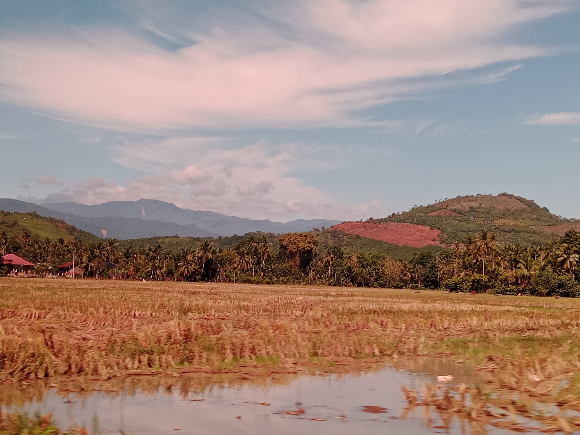 The image depicts a rural landscape, likely in a tropical or subtropical region, though the specific location within the city of Unknown, Unknown is not identifiable. In the foreground, there is a harvested field of rice paddies, partially flooded with water. The stubble of the harvested rice plants is visible across the field. The water reflects the sky and the surrounding landscape. In the mid-ground, a line of palm trees and other vegetation separates the field from the foothills of distant mountains. A few buildings with red roofs are visible among the trees on the left side. The mountains in the background are covered with forest. The sky is blue with patches of light clouds. A portion of a hillside appears deforested. The lighting suggests it is daytime. The image appears to have been taken from a moving vehicle.