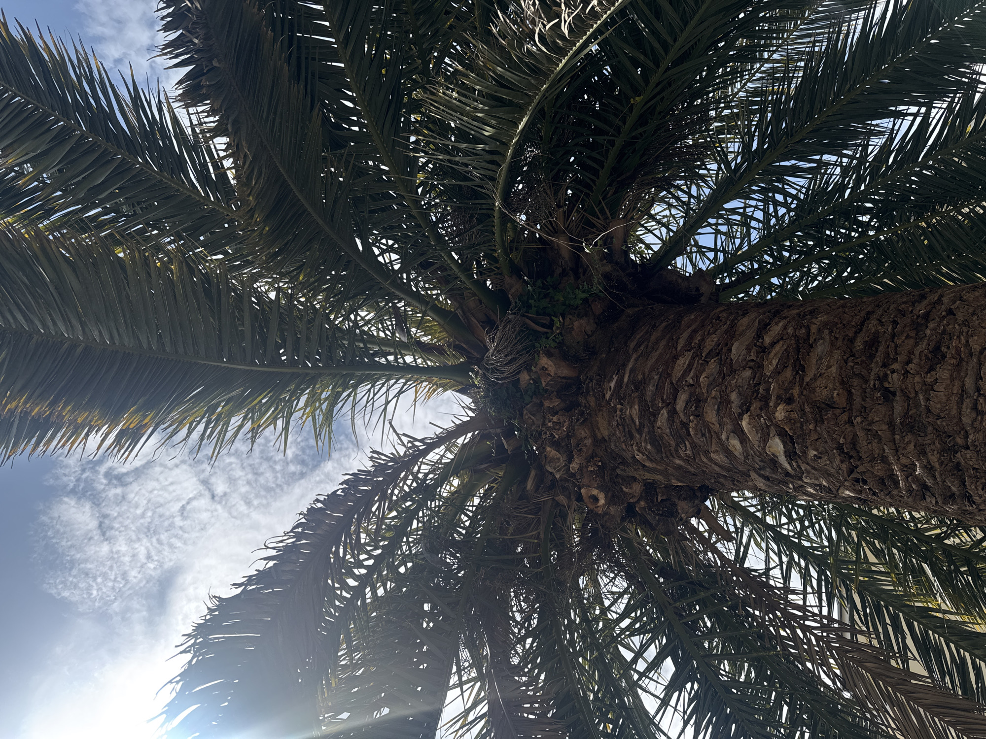 A low-angle shot of a palm tree trunk and fronds against a light blue sky with wispy white clouds. The bark of the tree is rough and textured. The fronds are mostly green. The location is likely Budva, Montenegro, given the prevalence of palm trees in that coastal city. No people or actions are visible in the image.