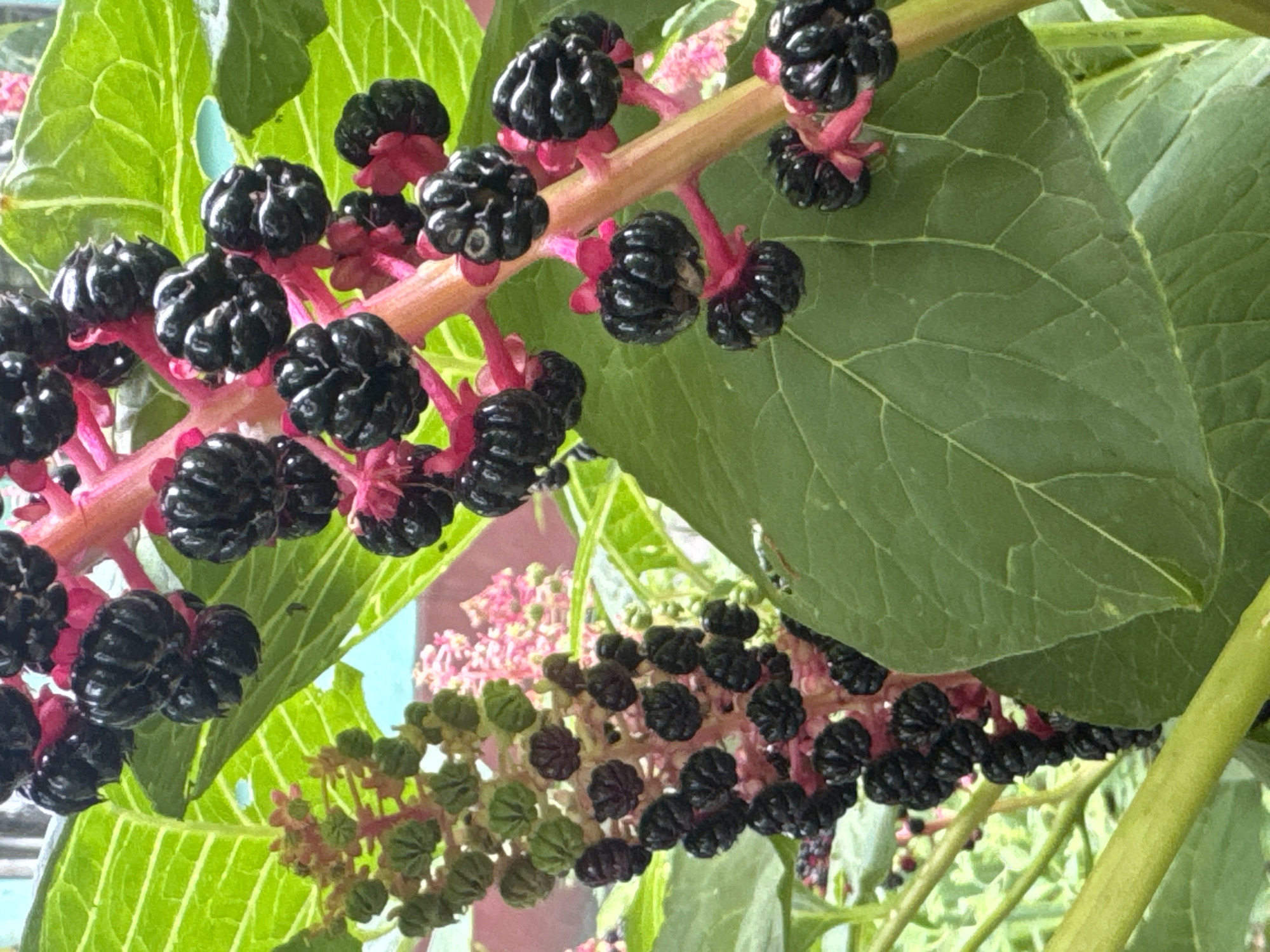 This is a close-up, eye-level, outdoor photograph of a plant with clusters of ripe, dark purple to black berries on pink stems. The berries appear to be growing on multiple stalks, with one prominent stalk in the foreground and another in the background to the left. The leaves are large, green, and veined. In the background, there are out-of-focus pink flowers and green foliage. The image does not provide any specific information about the city of Kremenchuk, Ukraine, or any people or actions.