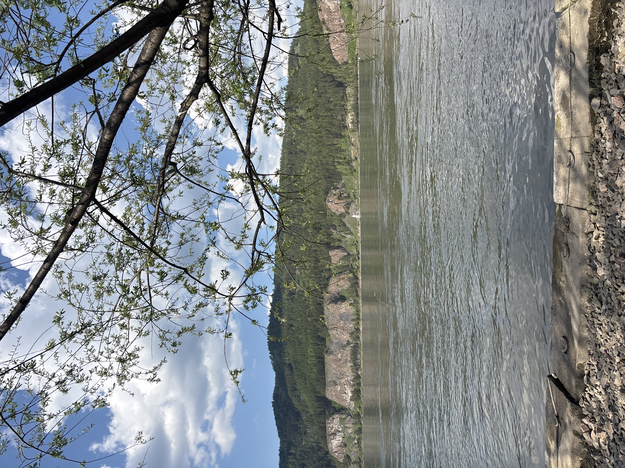 The image captures a landscape scene in Овсянка, Russia. A body of water, likely a river, dominates the right side of the frame, with visible ripples on its surface. Adjacent to the water is a concrete embankment reinforced with rocks. On the left side of the image, a forested hillside rises, displaying varied green hues indicating a diverse range of vegetation. A tree branch with budding leaves extends into the scene from the upper left corner, partially obscuring the sky. The sky features a mix of blue and white puffy clouds, suggesting fair weather. No people or animals are visible.