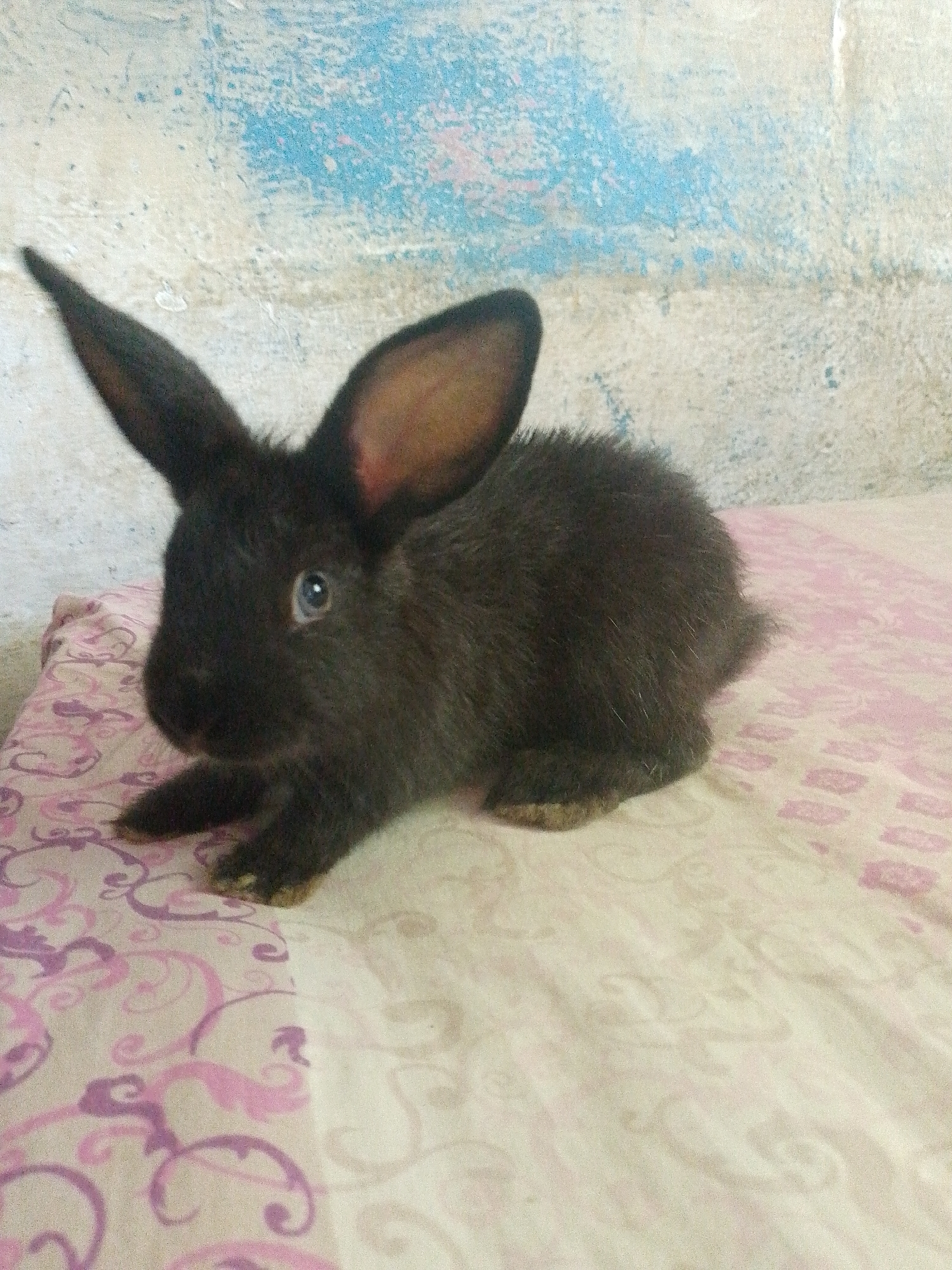 A small, black rabbit with long ears is sitting on a pink and white patterned pillow. The background is a textured wall with blue and white paint. The location is Juan Griego, Venezuela. There are no people in the image.