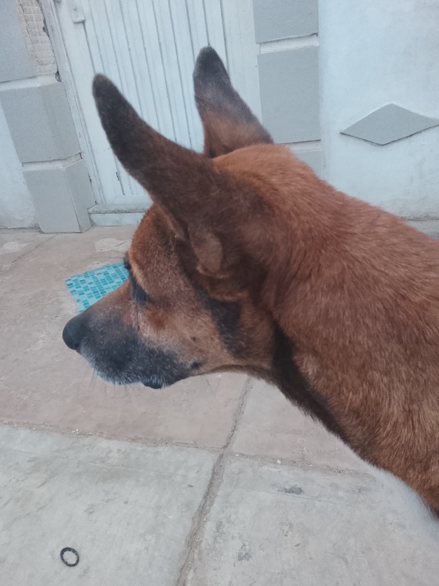 A close-up, slightly low-angle shot of a brown dog with erect ears standing on a concrete surface. The dog's head and neck are prominently featured, showing a black muzzle and brown fur. The background includes a white wall with a door and a diamond-shaped accent. The location is Juan Griego, Venezuela. There are no people visible in the image.