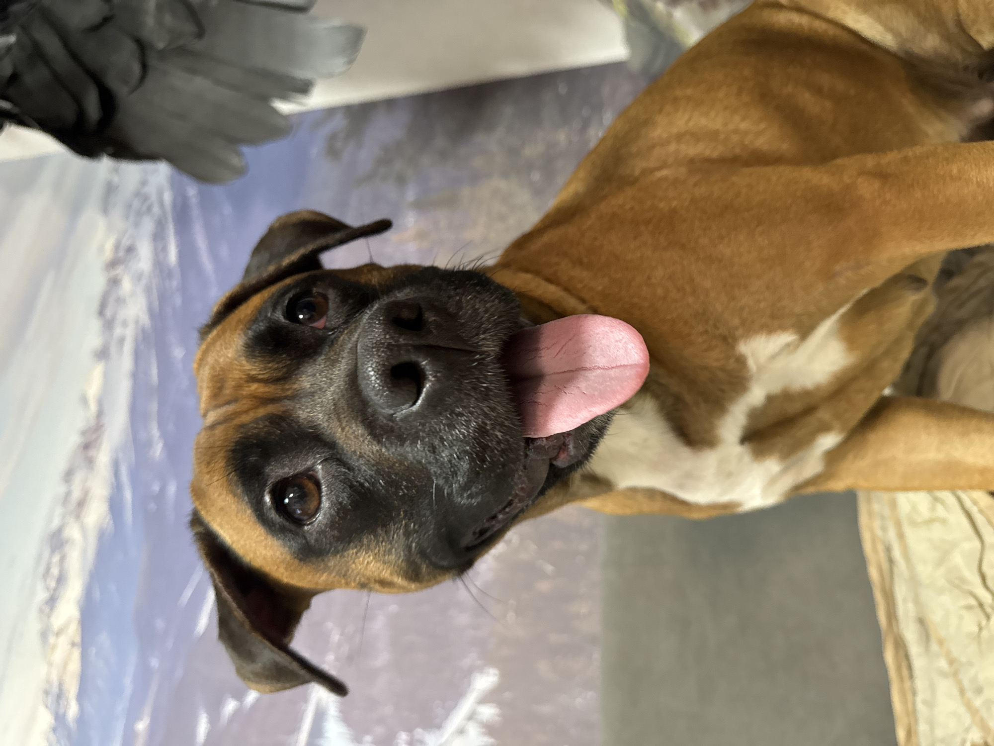 A brown and white Boxer dog with a black muzzle and ears is sticking its tongue out. The dog is indoors, with a backdrop of a sky scene with mountains and trees. A grey object is in the upper left of the frame. The image was not taken in the city of Chaikovsky, Russia.