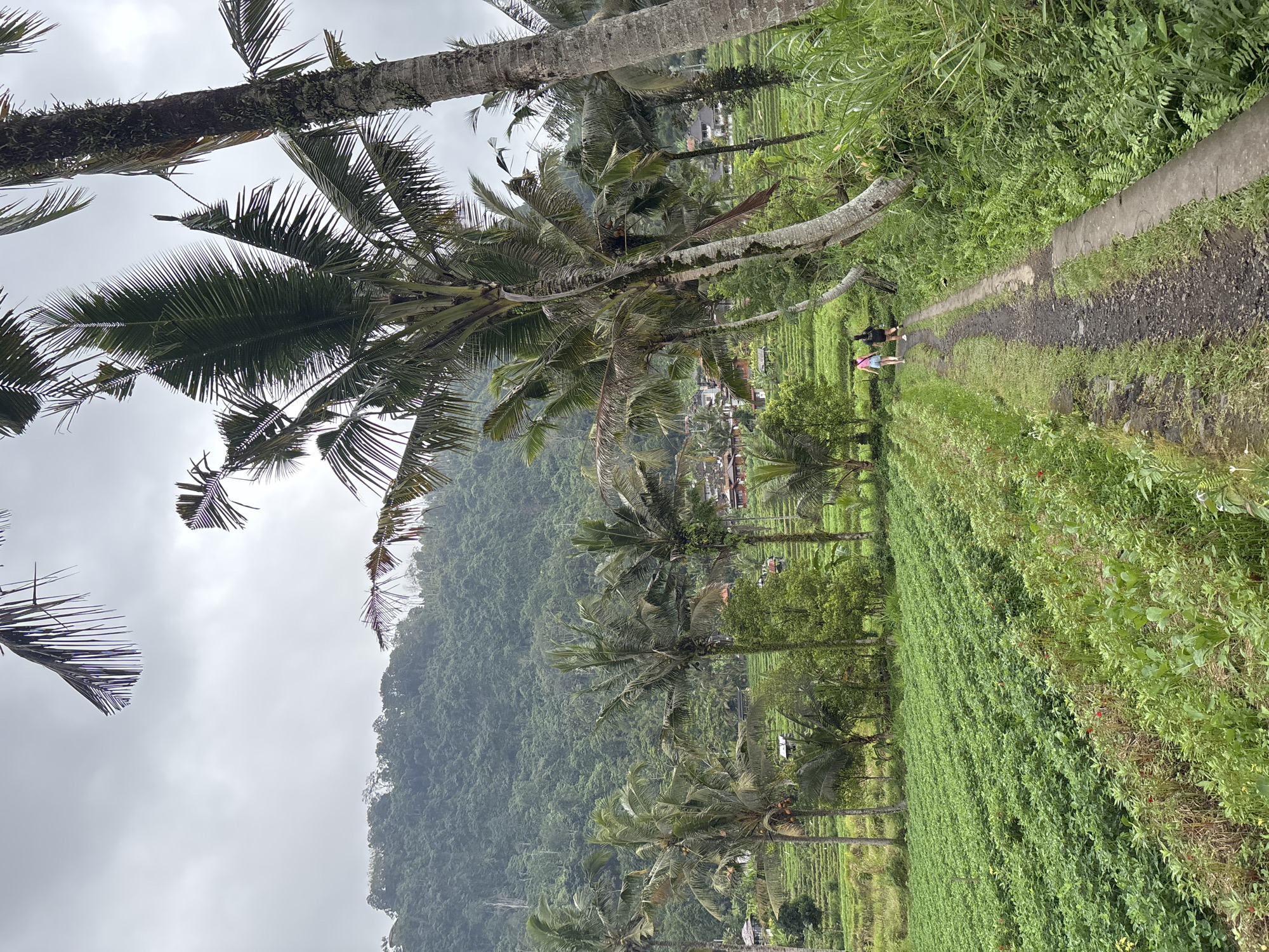 Two individuals are walking away from the viewer down a narrow, dusty path bordered by lush green vegetation and a vibrant field of crops on the left. Palm trees, some leaning precariously, frame the scene, with a dense, verdant hillside rising in the background. Small structures and buildings are visible nestled amongst the trees and on terraced slopes, suggesting a rural village setting in Sidemen, Indonesia. The sky is overcast and cloudy, casting a soft, diffused light over the landscape.