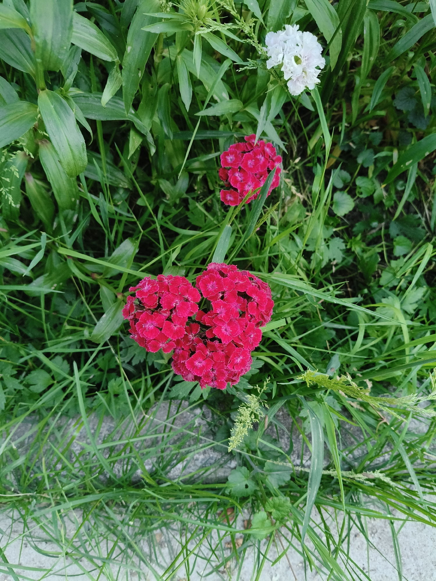 A close-up, overhead shot captures a patch of vibrant red flowers nestled amongst lush green grass and other foliage. The flowers are clustered together in a somewhat heart-shaped formation in the foreground, with another smaller cluster of the same red flowers visible in the upper middle of the frame. To the right of the upper cluster, a single white flower stands out against the greenery. The grass is tall and somewhat unkempt, with blades of varying lengths creating a natural, wild look. A grey, textured surface, possibly concrete or stone, is partially visible beneath the grass in the lower left portion of the image. The overall scene suggests an outdoor setting, likely a garden or a meadow, on a bright day, given the clear visibility and colors. The focus is on the natural beauty of the flowers and their surrounding environment, conveying a sense of tranquility and nature's artistry. There is no visible text in the image.