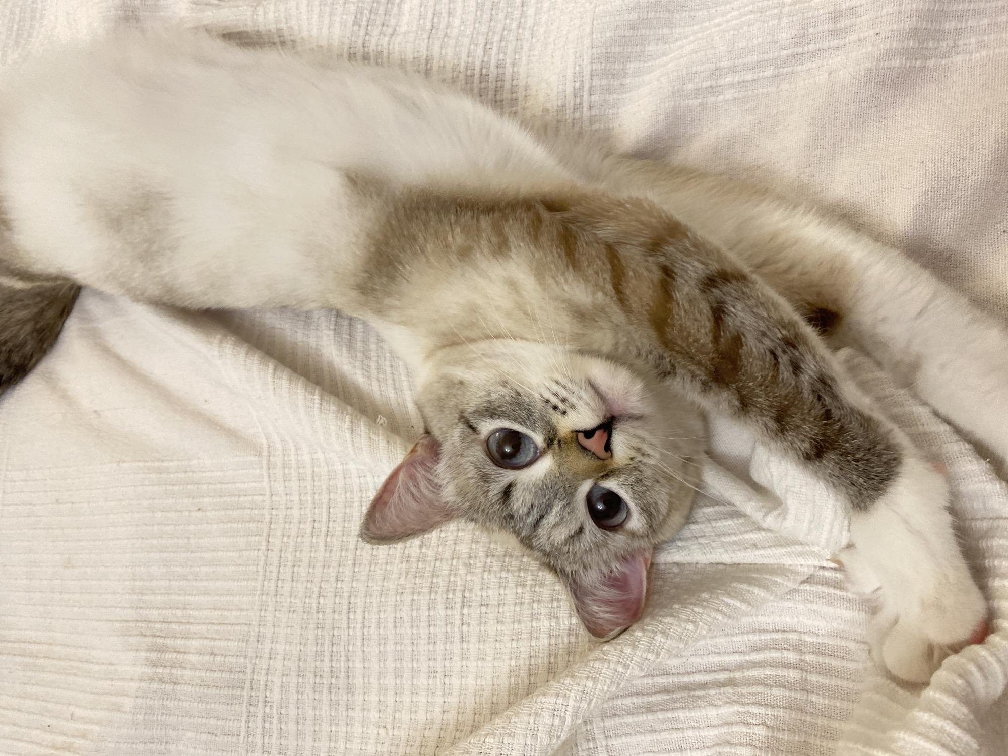 A light-colored cat with striking blue eyes and a pink nose lies on its back on a white, textured blanket. The cat, likely a lynx point or tabby point breed, has soft white fur with light brown-grey tabby markings on its face, ears, and paws. Its head is tilted, and it looks directly into the camera with an alert, curious, and playful expression. Its front paws are relaxed and extended. The background is a soft, woven white fabric with a subtle ribbed pattern. The scene is set indoors, suggesting a comfortable home environment in Yekaterinburg, Russia. The specific time of day is not discernible from the indoor lighting. There is no visible text.