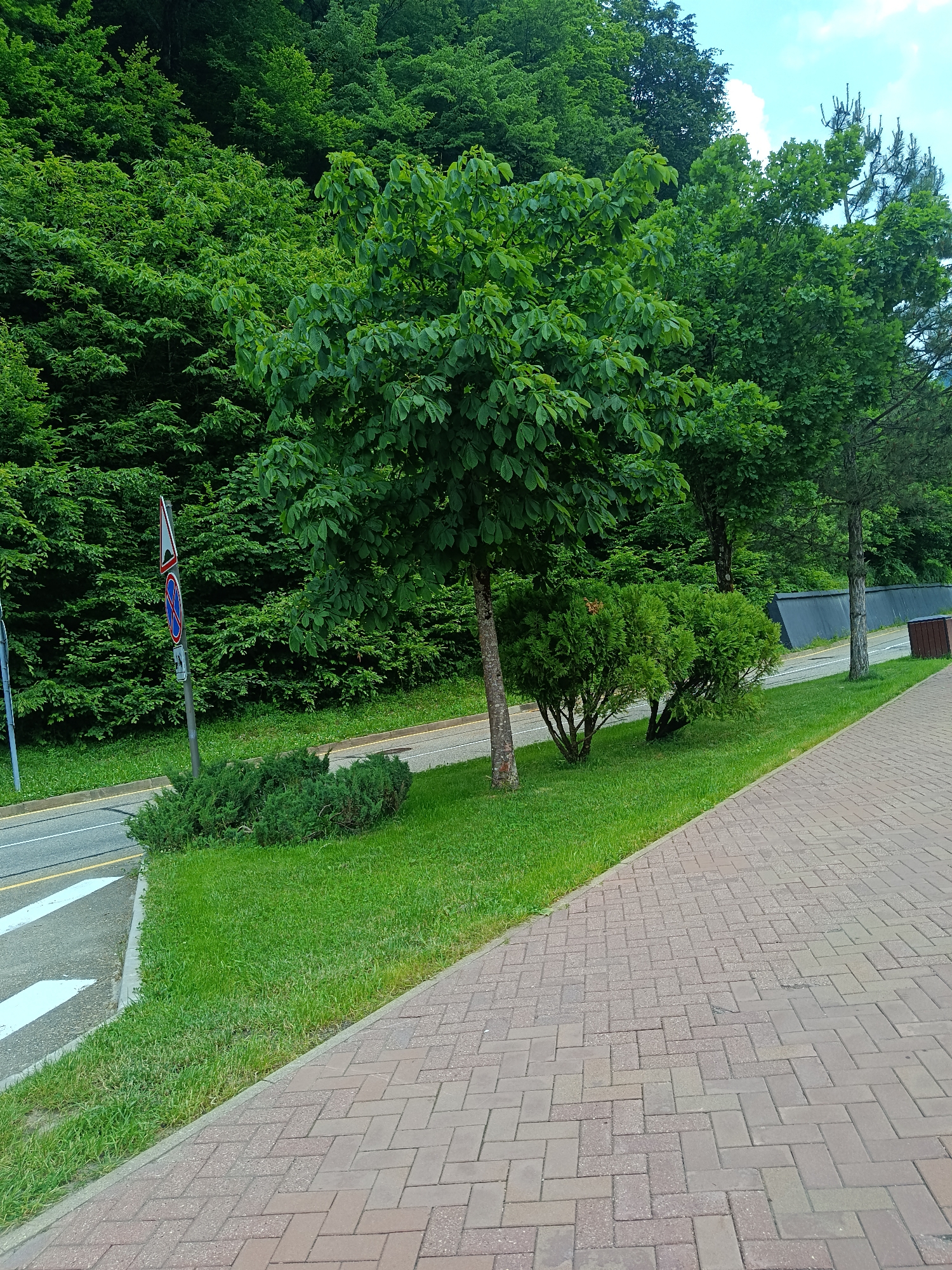 The image depicts a lush green landscape with a paved walkway in the foreground. The walkway, laid with reddish-brown bricks in a herringbone pattern, leads the eye into the scene. To the left of the walkway, a strip of vibrant green grass borders a road. On the road, a white pedestrian crossing is visible.
Behind the grass, a dense forest of various green trees rises steeply, creating a natural backdrop. A few trees are also present along the edge of the road, including a tree with large leaves in the center of the frame and a narrower tree with darker foliage to the right. Two well-maintained, bushy green shrubs are planted in the grass. A traffic signpost, displaying a triangular warning sign and a circular prohibition sign with a blue background and red cross, stands near the road.
The scene appears to be set in a park or a well-maintained natural area, possibly a resort given the location context of Estosadok, Russia. The time of day is likely daytime, as indicated by the bright lighting and clear sky with scattered clouds visible in the upper right corner. The overall impression is one of tranquility and natural beauty, with the paved walkway suggesting a place for leisure and recreation. No people are visible in the image.