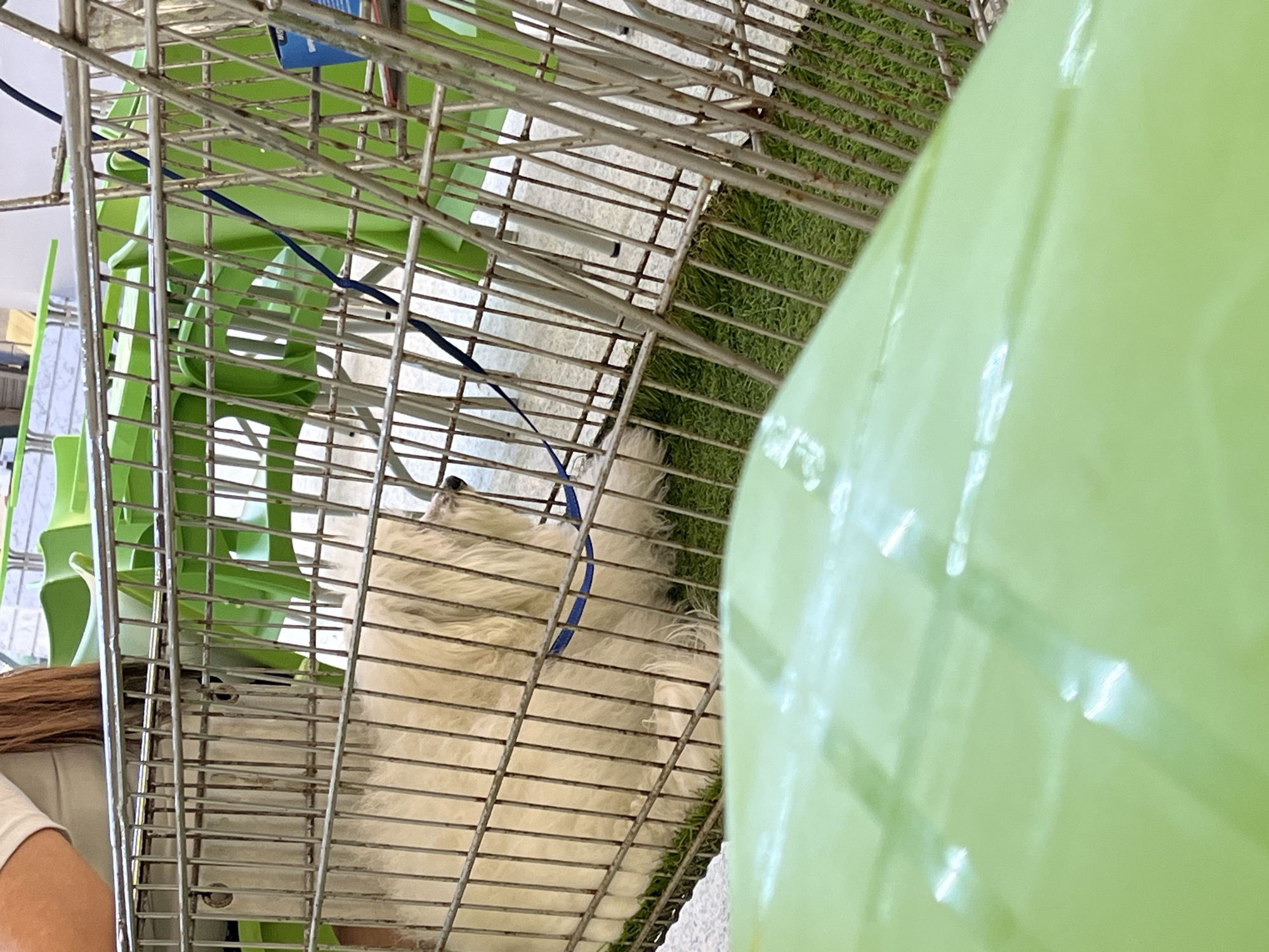 A medium, indoor shot shows a white dog lying in a silver wire cage on a patch of artificial grass. The cage is partially obscured by a blurry, light-green object on the right side of the frame. The dog has a blue leash attached. Part of a person's shoulder and hair are visible on the bottom left. Green plastic chairs are behind the cage. The setting appears to be an indoor space, possibly a pet store or adoption event. The location in Porlamar, Venezuela, is not discernible from the image.