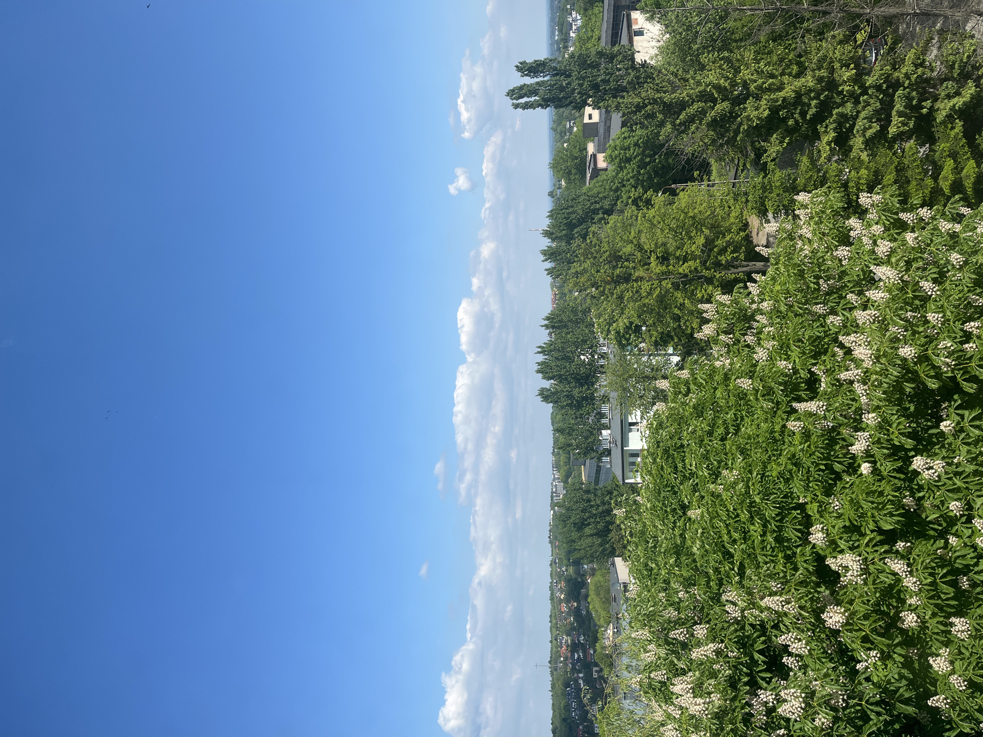The image is a landscape view taken from an elevated position in an urban area on a sunny day. To the right, there's lush green foliage with white flowering bushes dominating the foreground. Behind the bushes, there are trees and glimpses of buildings, indicating a residential area. The background shows a hazy cityscape with rooftops and structures extending toward the horizon. A body of water, likely a lake or a river, can be seen in the distance. The left side of the image is dominated by a clear blue sky with scattered cumulus clouds. A small dark object, possibly a bird, is visible in the upper part of the sky. The image appears to be taken during the daytime, with strong sunlight and shadows visible. There are no people visible in the frame. The location is unidentified.