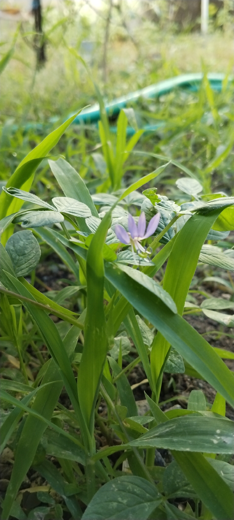 The image is a close-up, low-angle shot of lush green vegetation. In the center of the frame, a delicate purple flower with five petals is visible amongst broad green leaves. The background is blurred, showing more greenery and what appears to be a turquoise hosepipe. The ground is dark and covered with soil and small stones. The lighting suggests it is daytime, possibly outdoors in a garden or natural setting. There are no people or animals present, and no specific landmarks to indicate a precise location within Duman, Indonesia, beyond it being an outdoor environment.