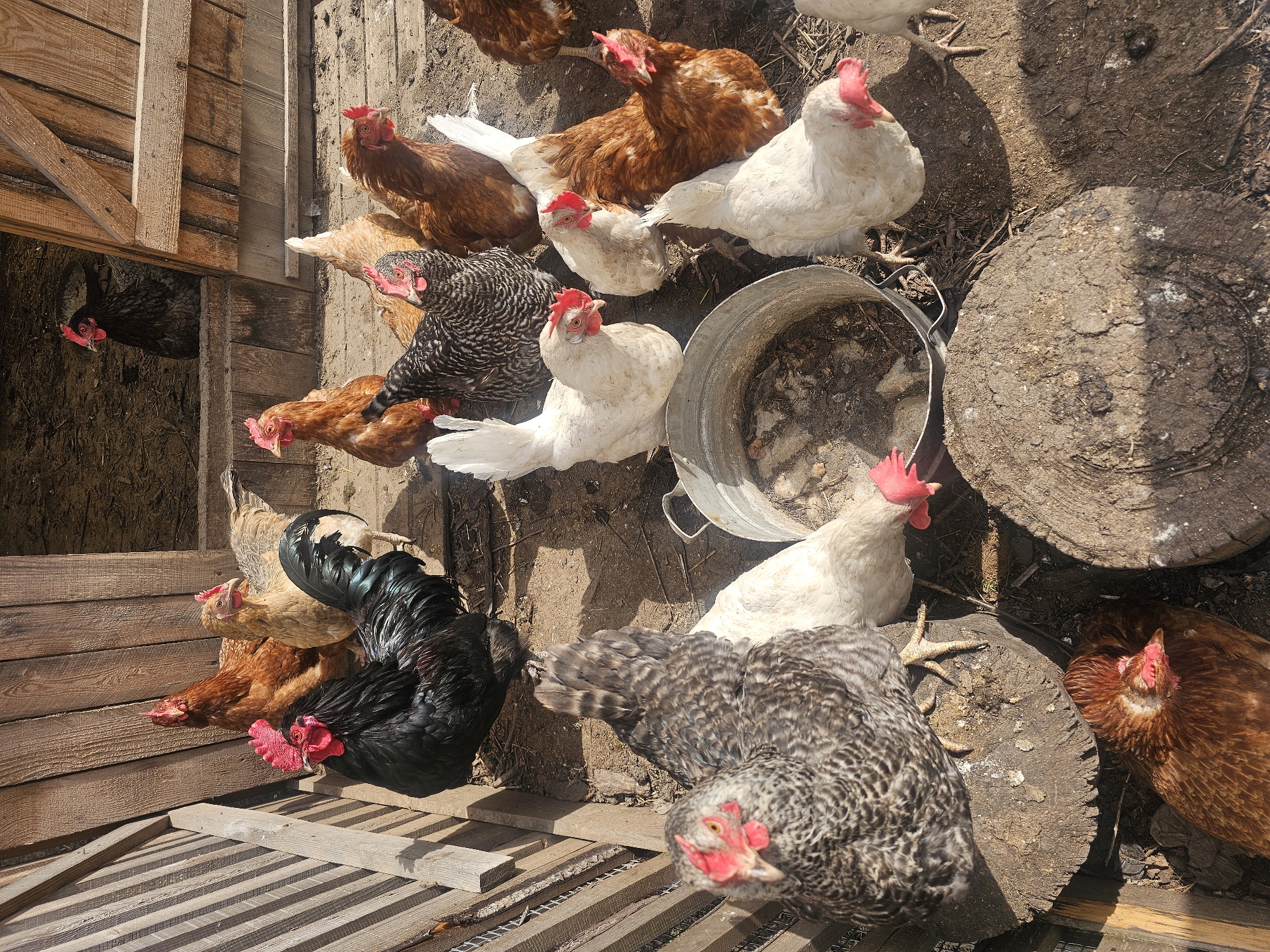 A high-angle outdoor shot captures a bustling chicken run in Kalinovka, Russia, under bright daylight. A diverse flock of domestic chickens, comprising various breeds and colors, occupies the scene. Dominant colors include reddish-brown, pure white, and black-and-white barred patterns. A prominent black rooster with a large red comb and wattles stands out, surveying the activity.
The chickens are scattered across a dirt ground, some standing and others possibly resting. Several wooden logs or stumps are present, offering varied terrain. To the left, a rustic wooden chicken coop or shed is partially visible, with a dark chicken peeking out from an open doorway. A metal bucket, possibly a feeder or waterer, sits near the center-right of the frame. The bright sunlight casts distinct shadows, indicating a clear, sunny day. No human subjects or visible text are present. The scene conveys a typical rural farmyard environment.
