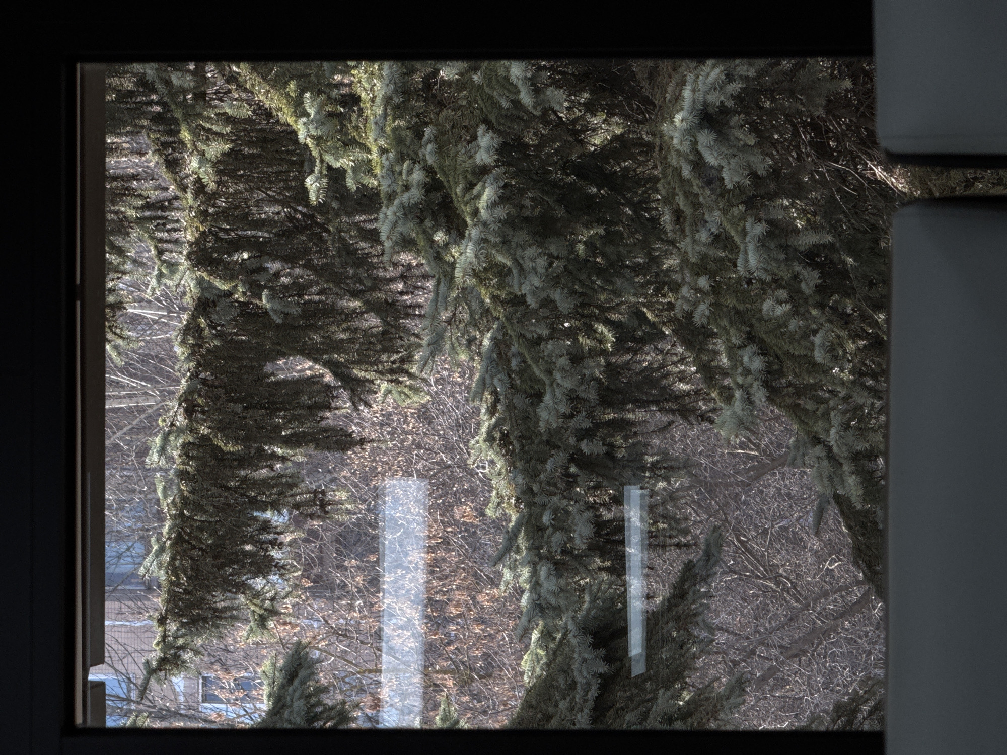 The image shows a view from inside a building, looking out through a window. A large evergreen tree, likely a spruce or fir, dominates the view, its branches heavily laden with needles. Beyond the tree, a dense wooded area is visible, consisting of bare trees and underbrush, suggesting a season with no leaves on the deciduous trees, possibly late autumn or winter. In the distance, a building can be discerned, indicating an urban or suburban setting. Reflections on the window surface obscure portions of the wooded area, indicating the presence of glass. The window frame is visible, appearing to be made of a dark material. Based on the prevalence of evergreen trees and the building style faintly visible in the distance, it is possible that the location is within the city of Moscow, Russia, known for its green spaces and forests. The lighting appears to be somewhat dim and overcast.