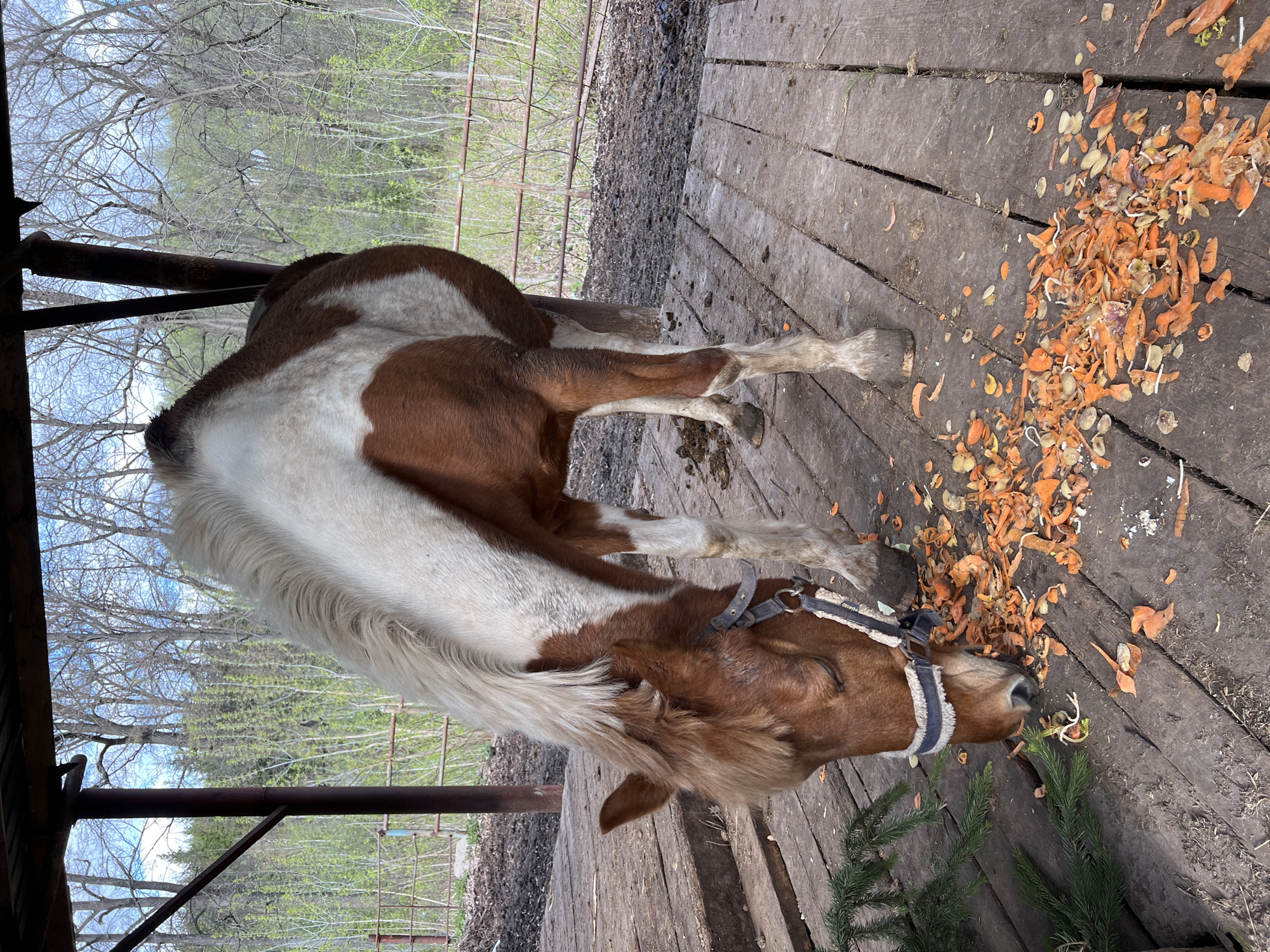 An image captures a piebald horse, predominantly brown with large white patches on its body, neck, and a flowing white mane and tail, standing on a wooden plank floor. The horse wears a grey and white halter/bridle and has its head lowered, actively eating from the ground.
Strewn across the wooden floor around the horse's muzzle are numerous food scraps, primarily orange carrot peels and lighter-colored potato or parsnip peels, some showing small sprouts. Nearby, several green fir or pine branches are also visible, with the horse seemingly nibbling on some green foliage.
The setting appears to be an outdoor sheltered area, possibly part of a barn or stable. Overhead, dark metal or wooden beams of a structure are visible. Beyond the wooden platform, the ground transitions to a darker, possibly muddy or dirt path. The background features a dense growth of trees, some still bare-branched indicating late winter or early spring, while others show vibrant light green foliage, suggesting new growth. A metal fence or gate is also discernible within the background greenery.
The scene is illuminated by natural daylight, suggesting it is daytime. No people are visible, and the horse appears calm and focused on its meal. There is no discernible text within the image. The overall impression is one of a horse enjoying a treat in an outdoor, semi-sheltered environment, consistent with a rural or farm setting, such as the provided context of Sanatoriya Yumatovo Imeni 15-Letiya Bassr, Russia.