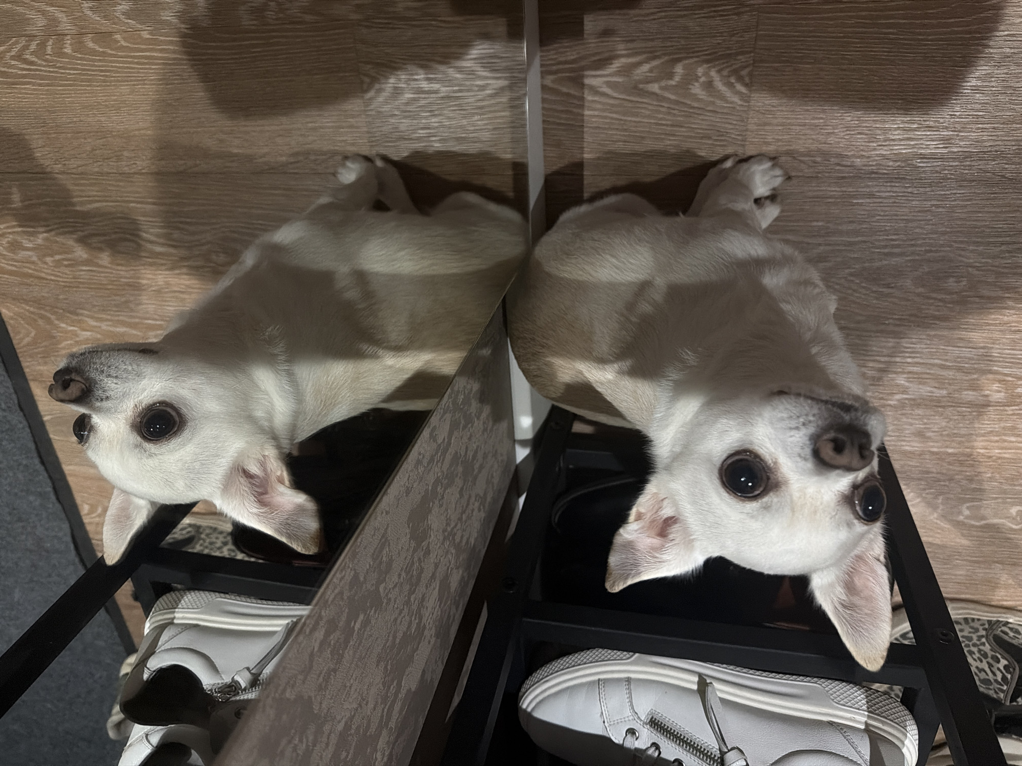 A single small, white, short-haired dog, appearing to be a Chihuahua, is positioned on a light-colored, textured surface, likely a shelf. The dog's head is tilted upwards and to the viewer's left, its dark eyes fixed on an unseen subject above the frame. Its small, dark nose and visible front paws are present. Directly below the dog, a lower, reflective surface displays a clear, mirrored reflection of the animal. To the left of the reflected dog, on the same lower surface, are multiple shoes, including a pair of white sneakers with textured soles and silver zippers on their sides, along with a partially visible leopard-print shoe and a dark-colored shoe. A dark, possibly metallic, structural frame supports the upper shelf. The floor is covered with light brown laminate or wood planks, displaying prominent grain patterns and distinct shadows cast by objects. The scene is illuminated by directional light, resulting in areas of strong light and shadow. The image provides no discernible visual information to ascertain its specific geographical location in the city of Birobidzhan, Russia.