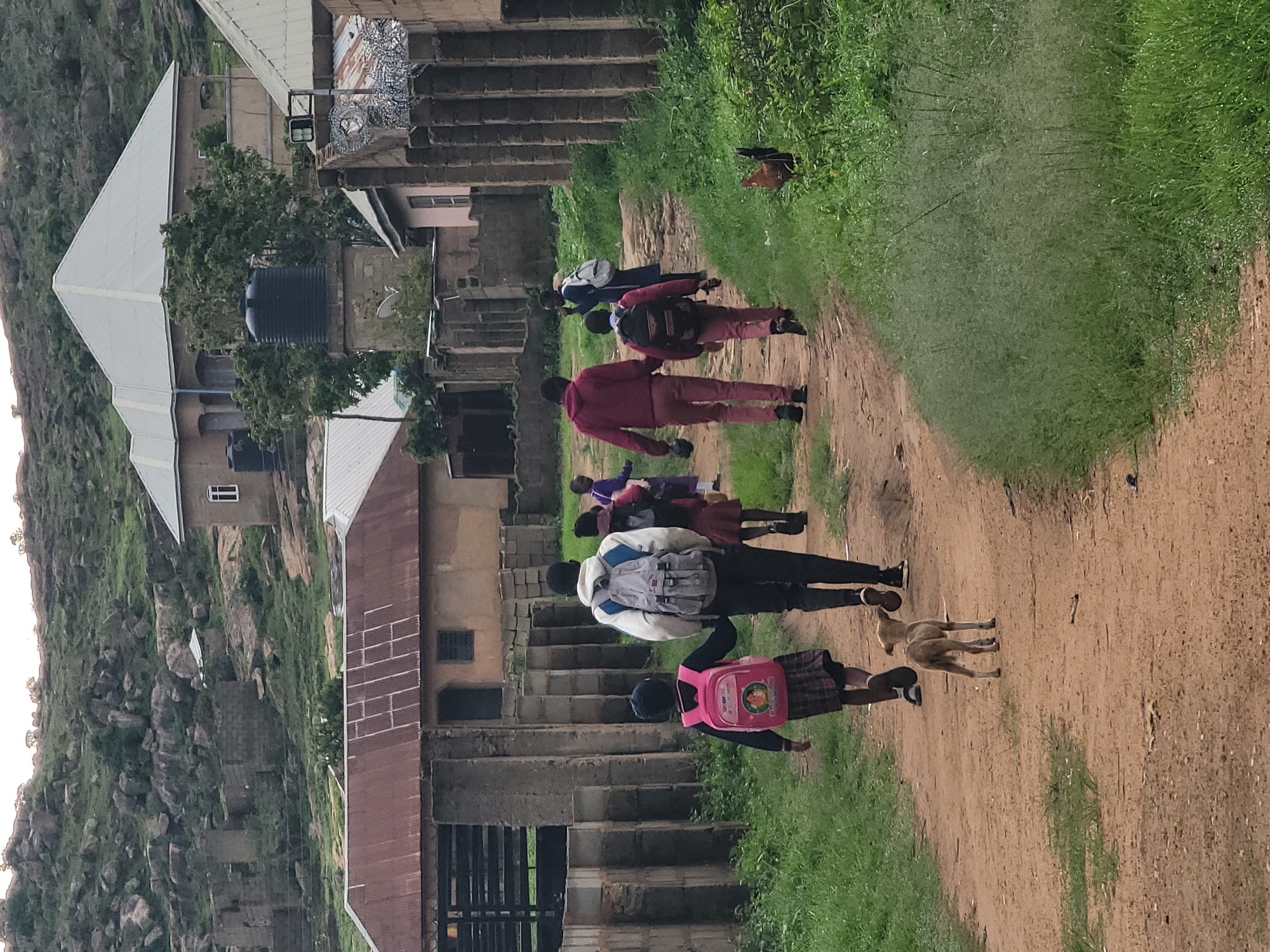 In Barakin Akawo, Nigeria, a group of schoolchildren walks along a dirt path. The path is flanked by overgrown green grass on both sides. In the foreground, a small, light-colored dog walks behind the children. The children are walking away from the camera. The first child on the left, a girl, wears a pink backpack and a plaid skirt. She is holding hands with the child next to her, a taller individual in a light-colored hoodie and dark pants, carrying a grey backpack. Behind them, a few other children are visible, some with backpacks. In the background, there are several buildings with corrugated metal roofs and stone walls. A large, rocky hill rises behind the buildings. A rooster is visible in the grass to the right of the path. The sky is overcast.