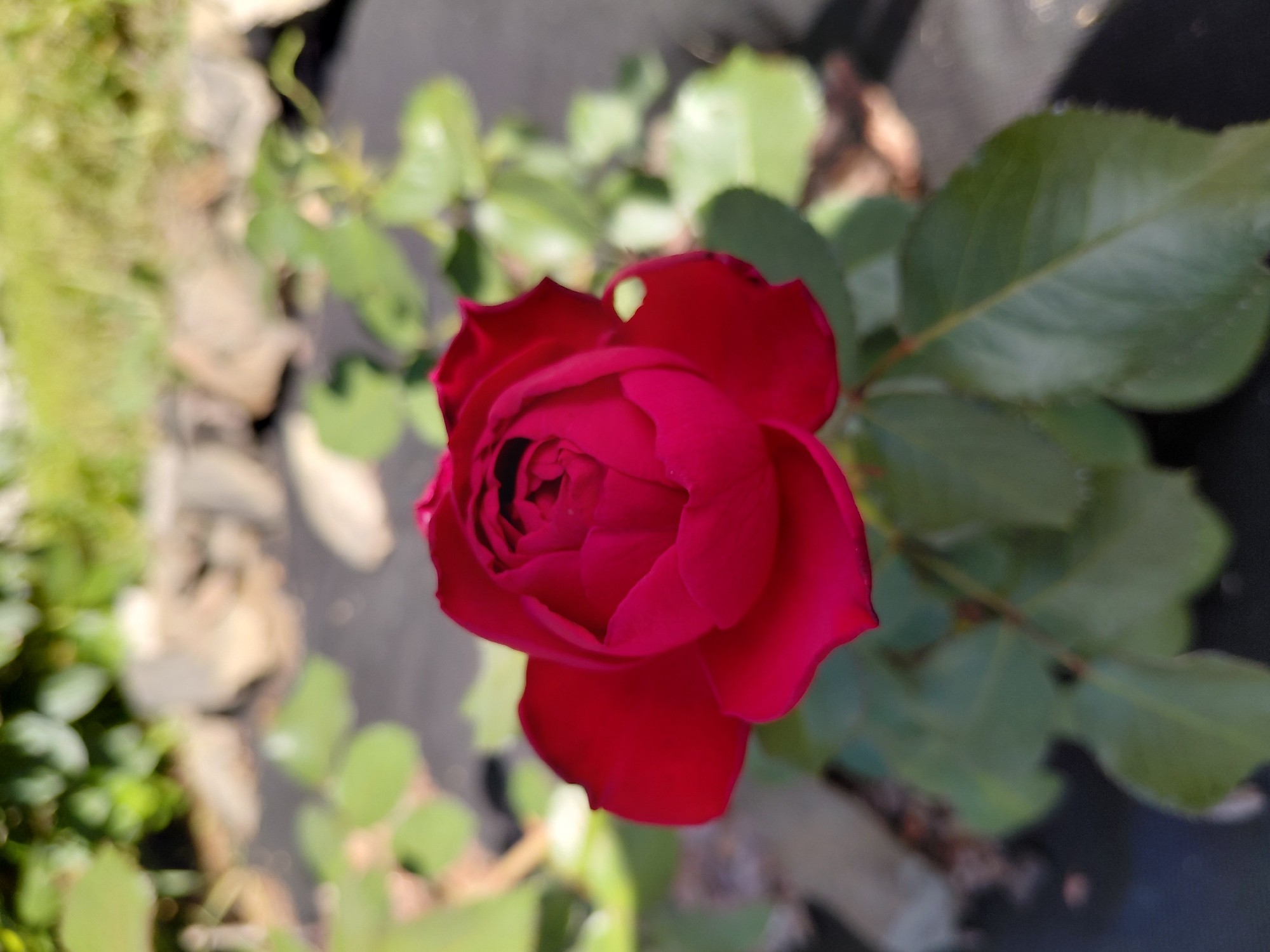 A close-up shot focuses on a partially bloomed, dark red rose in a garden setting. The rose's petals are tightly furled in the center, with some outer petals beginning to unfurl and reveal their velvety texture. The rose is positioned slightly off-center to the left of the frame. Surrounding the rose are several green leaves, some of which are slightly blurred due to the shallow depth of field. The background consists of out-of-focus elements, including what appears to be dark landscaping fabric, scattered rocks, and lush green foliage. The lighting suggests it is a sunny day, casting soft light on the rose and creating gentle shadows. The image does not provide any specific indicators of its location within Novosibirsk, Russia.
