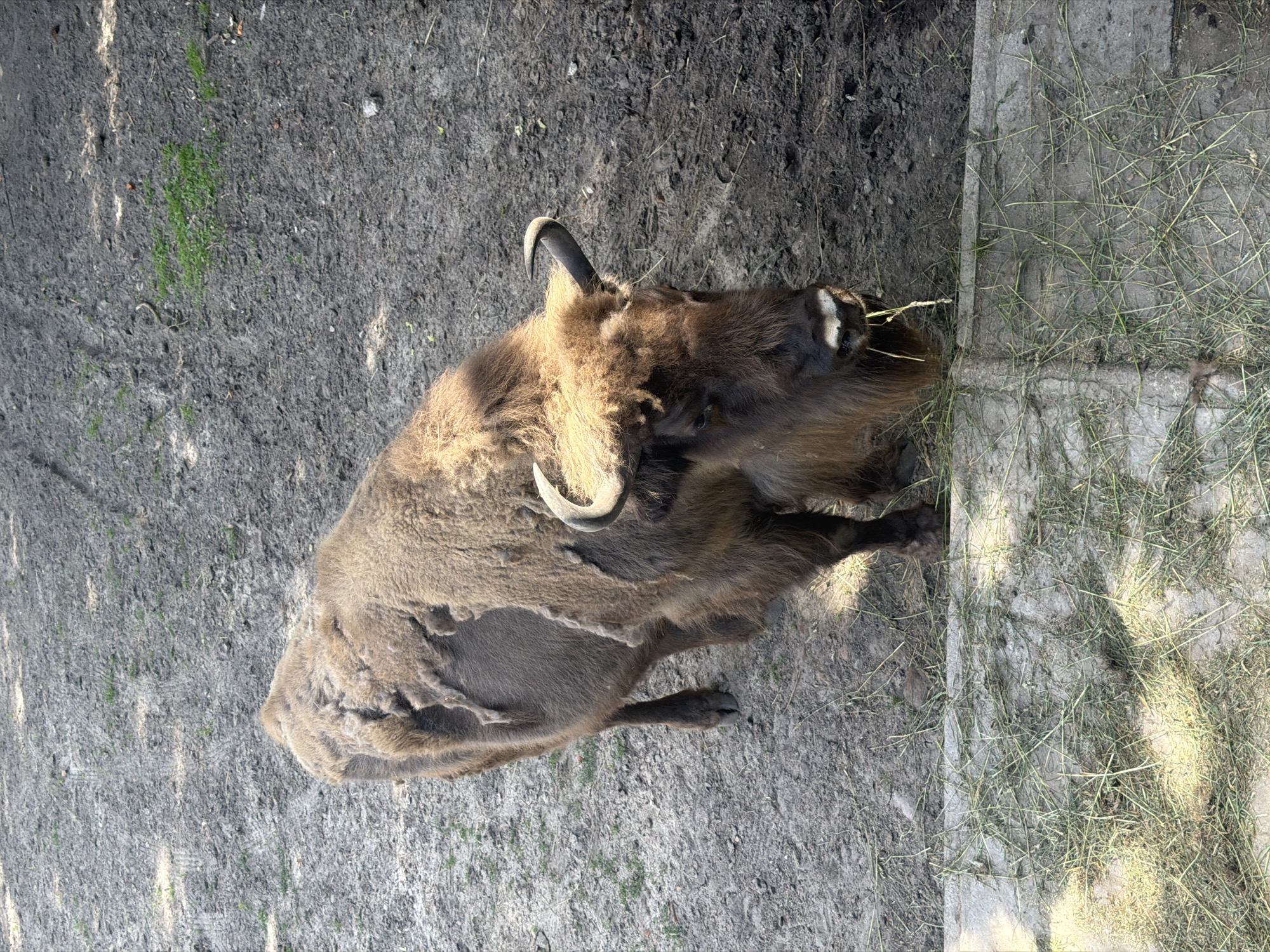 A European bison stands in an enclosure with a dirt floor covered in patches of dry grass and some green vegetation. The bison is facing the camera, eating hay from a trough. The enclosure has a concrete barrier in the foreground, also covered with hay. The bison is dark brown with shaggy fur and curved horns. The lighting suggests it is daytime.