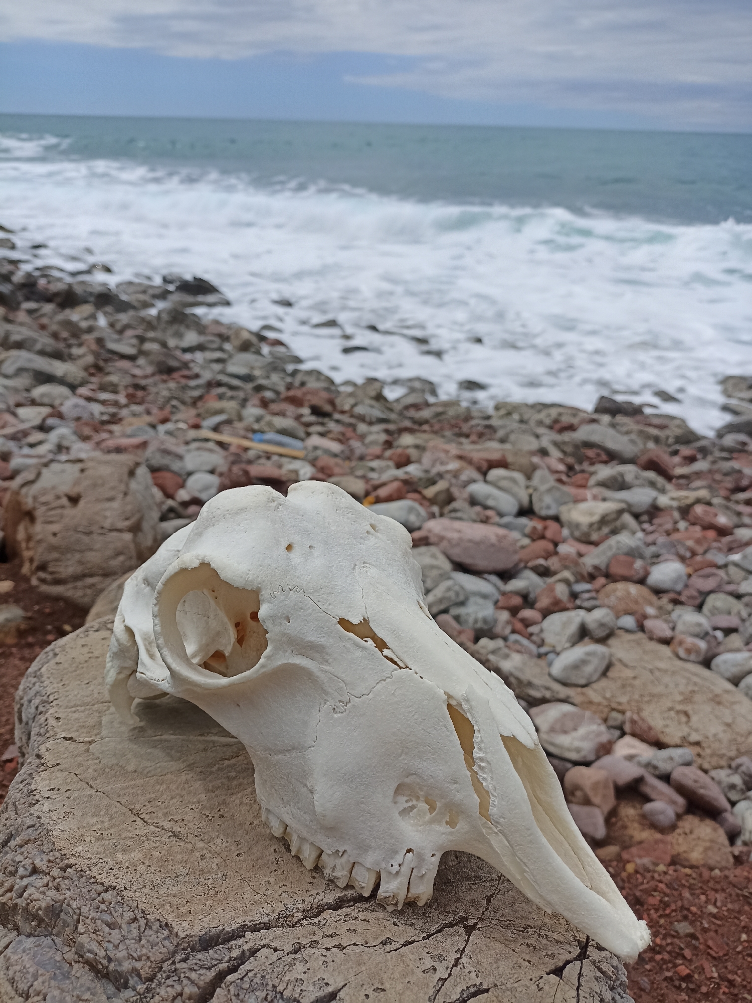 A white animal skull, possibly of a deer or goat, rests on a weathered rock on a pebbled beach. The background shows a turbulent sea with white waves crashing onto the shore, beneath an overcast sky. The beach consists of a mix of grey, white, and reddish-brown pebbles and larger rocks. The image appears to have been taken on a beach in Čanj, Montenegro.