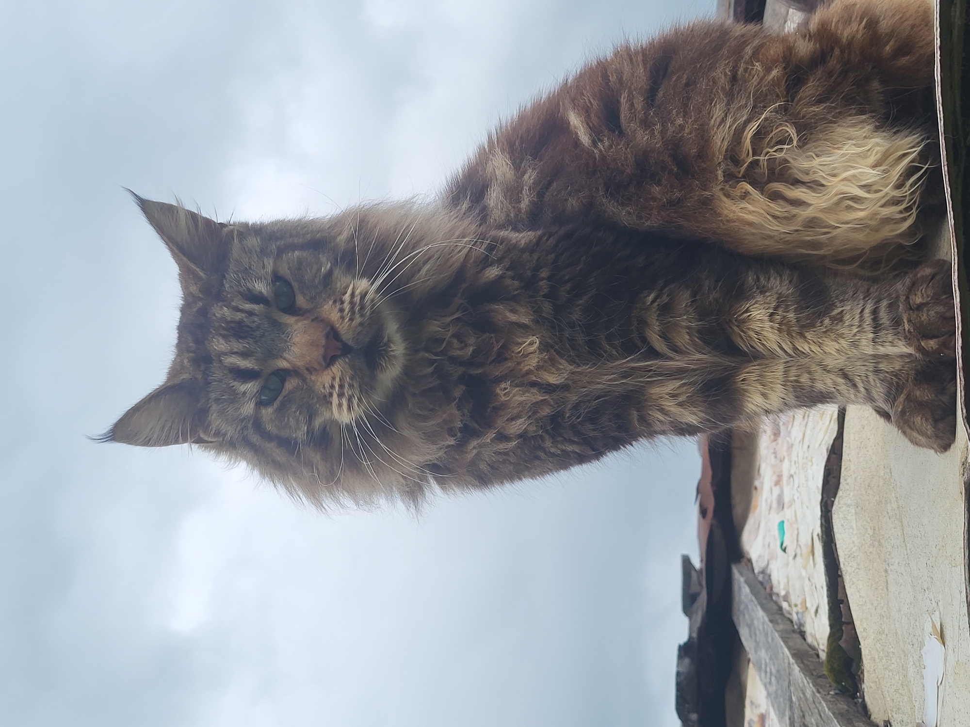 A large, long-haired domestic cat, appearing to be a brown tabby resembling a Maine Coon, is depicted sitting upright on a weathered, light-colored rooftop surface in Зипуново, Russia. The cat is positioned in the lower center of the frame, facing directly towards the viewer with a neutral expression. It exhibits prominent ear tufts (lynx tips), dense, shaggy fur that is predominantly brown with darker tabby stripes, and lighter, creamy-blonde fur visible on its belly and hindquarters. Its eyes, partially visible, appear to be a greenish hue, and a pinkish nose is present above long, white whiskers.
The foreground consists of the textured, flat roofing material, which appears to be weathered and light-colored, possibly off-white or faded cream. Visible on this surface are pieces of debris, including small paper fragments and patches of green moss. Behind the cat, a damaged or dilapidated darker roof structure and a wooden plank are discernable. The background features an overcast sky with light gray cloud formations, indicating a cloudy daylight scene.