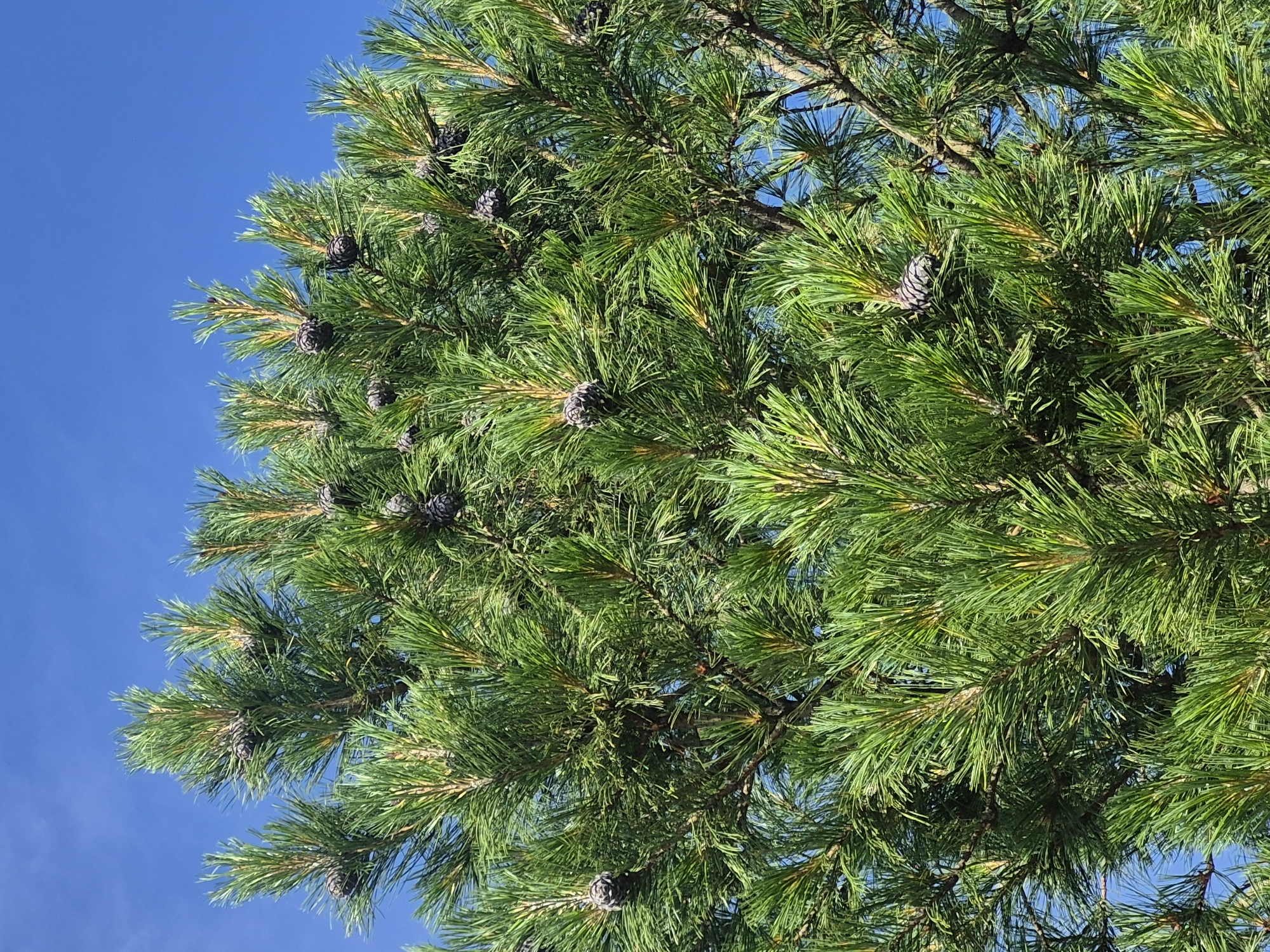 A close-up, low-angle shot captures the dense, green foliage of a pine tree against a clear, bright blue sky. Numerous pine cones, appearing dark and textured, are scattered throughout the branches. The image is taken from the perspective of looking up into the tree, emphasizing the vibrant green of the needles and the dark contrast of the cones. The scene is outdoors, with no people or buildings visible. The location is identified as Chaikovsky, Russia.