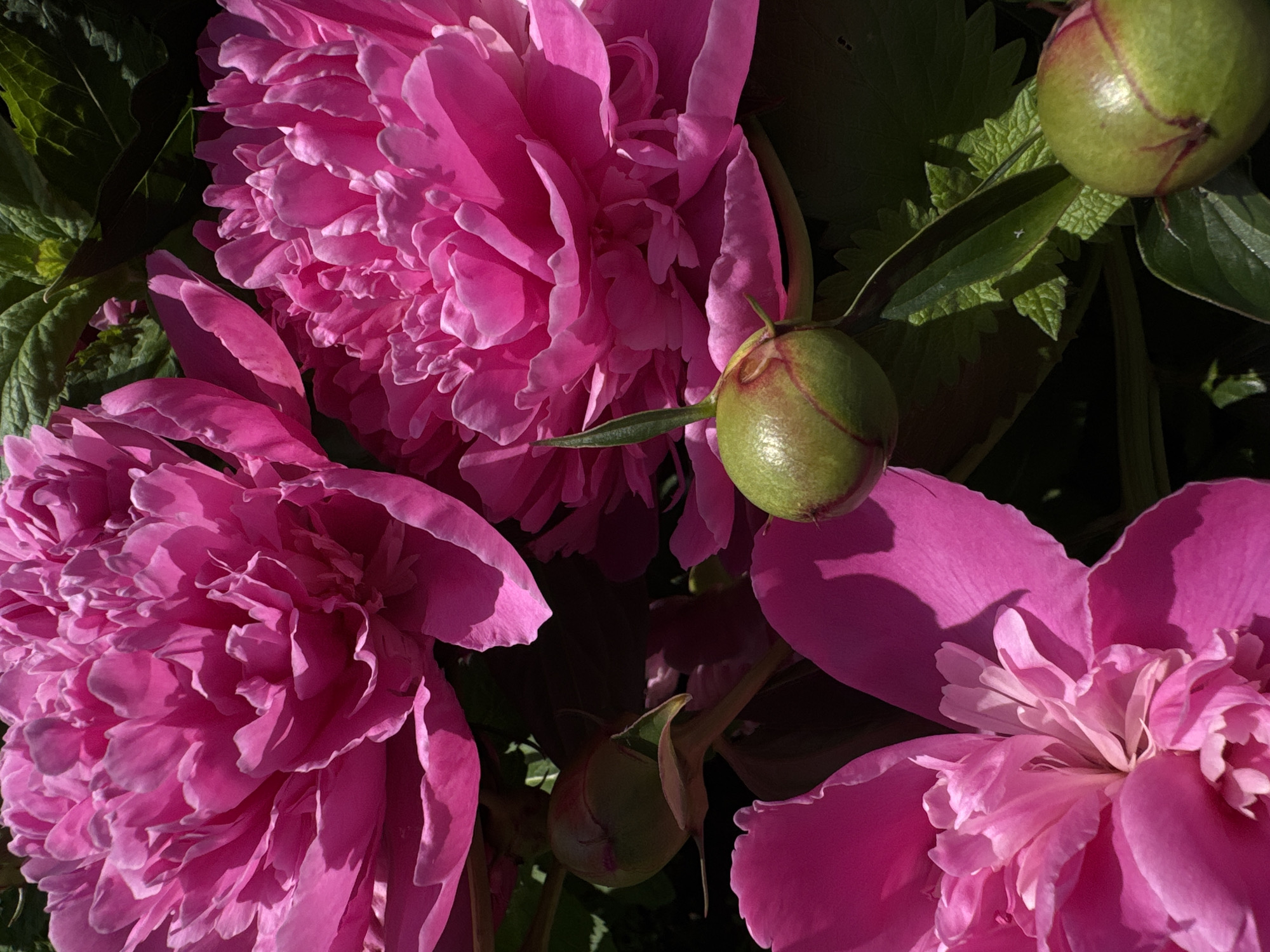 This image presents a close-up, high-angle view of multiple vibrant pink peony flowers and several green peony buds, situated in the city of Chaikovsky, Russia. The scene is dominated by three large, fully or partially open peonies exhibiting numerous layered, ruffled petals in shades of fuchsia and magenta. The top-left peony is a prominent, fully bloomed specimen, displaying intricate petal arrangements with strong highlights and deep shadows. A second large peony is visible in the right-center, also in full bloom. A third peony, partially visible at the bottom-left, shows lighter pink hues towards its inner petals. Interspersed among the blooms are several spherical green peony buds; one is distinctly visible in the mid-right with smooth, glossy skin and faint reddish lines, and another is partially visible at the bottom-right. Dark green foliage, some leaves appearing textured, provides a deep background for the brightly lit flowers. Strong, direct sunlight creates sharp contrasts, illuminating the upper surfaces of petals and buds while casting deep, dark shadows within the flower structures and behind the plants, indicating an outdoor, sunny environment. No individuals or actions are depicted.