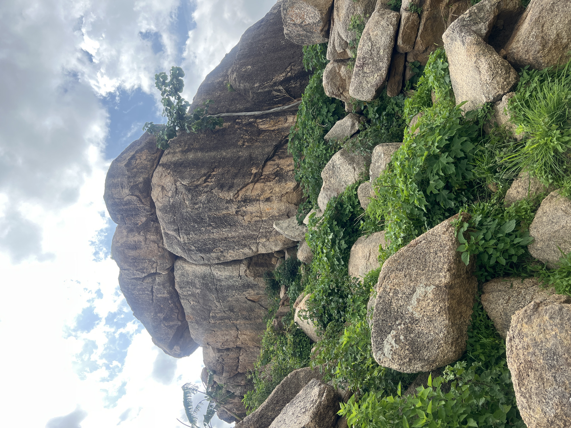 This is a photograph of a rocky hill with lush green vegetation, taken in Kabong, Nigeria. The foreground is filled with large, weathered boulders of various sizes, interspersed with vibrant green plants and grasses. In the midground, the slope continues upwards, covered in more rocks and dense foliage. Dominating the background is a massive rock formation, appearing as a cluster of colossal boulders piled atop each other, creating an imposing natural structure. A single tree with green leaves is growing from a crevice in the large rock face, its branches reaching outwards. The sky above is a mixture of blue and white, with scattered clouds suggesting a partly cloudy day. The overall impression is one of a rugged, natural landscape thriving with plant life.