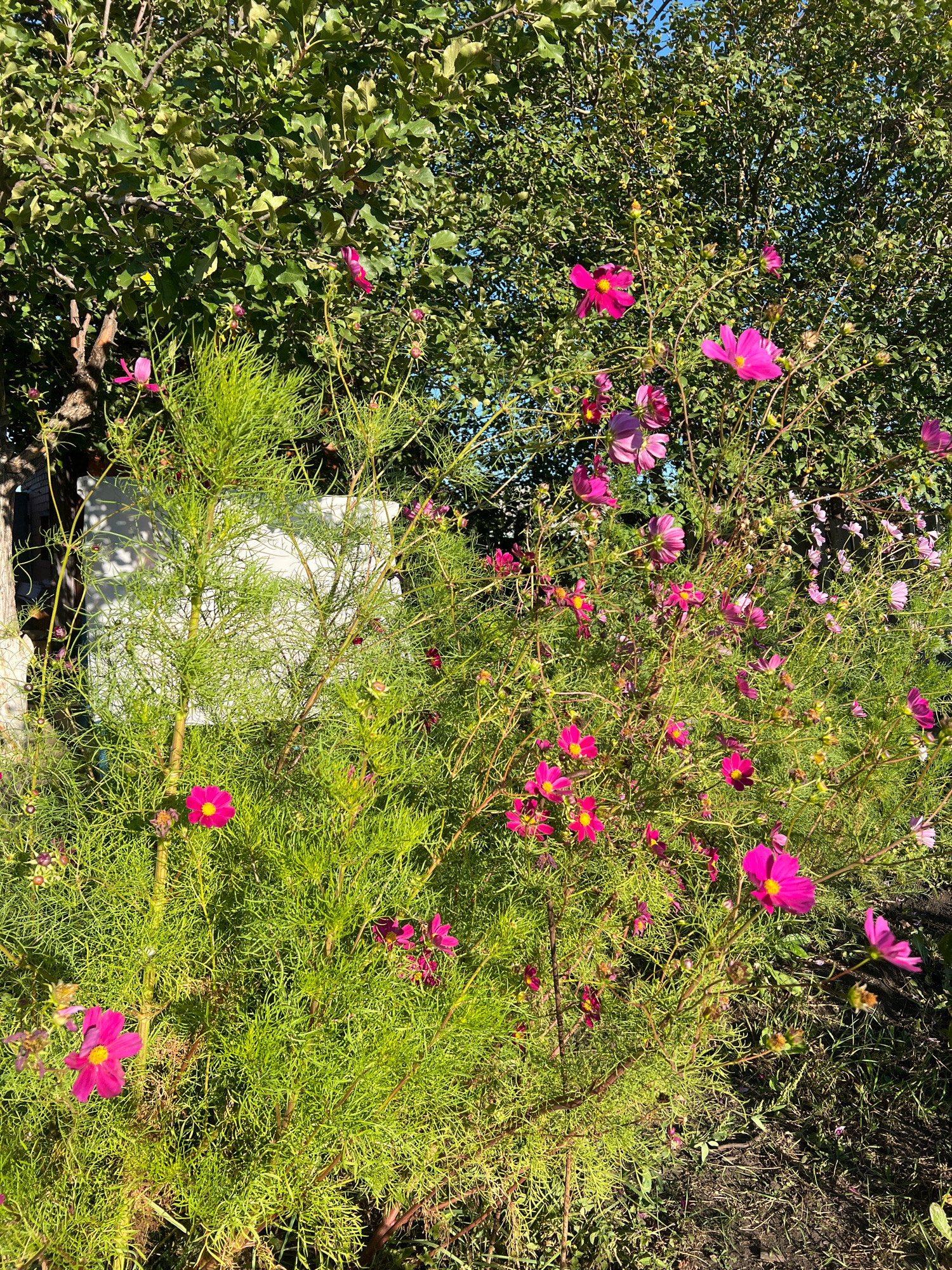An outdoor shot captures a cluster of vibrant pink cosmos flowers in bloom, set against a backdrop of lush green foliage and a bright blue sky. The flowers, varying in shades of pink and magenta, are scattered throughout the frame, with some in sharp focus and others softly blurred. The feathery green leaves of the cosmos plants create a dense, textural contrast to the delicate petals. A large tree with dense green leaves dominates the upper portion of the image, suggesting a garden or park setting. The ground beneath the flowers is a mix of dark soil and dry grass. The overall impression is one of a sun-drenched, natural scene. There is no visible indication of the city of Ishimbay, Russia, or any people in the image.