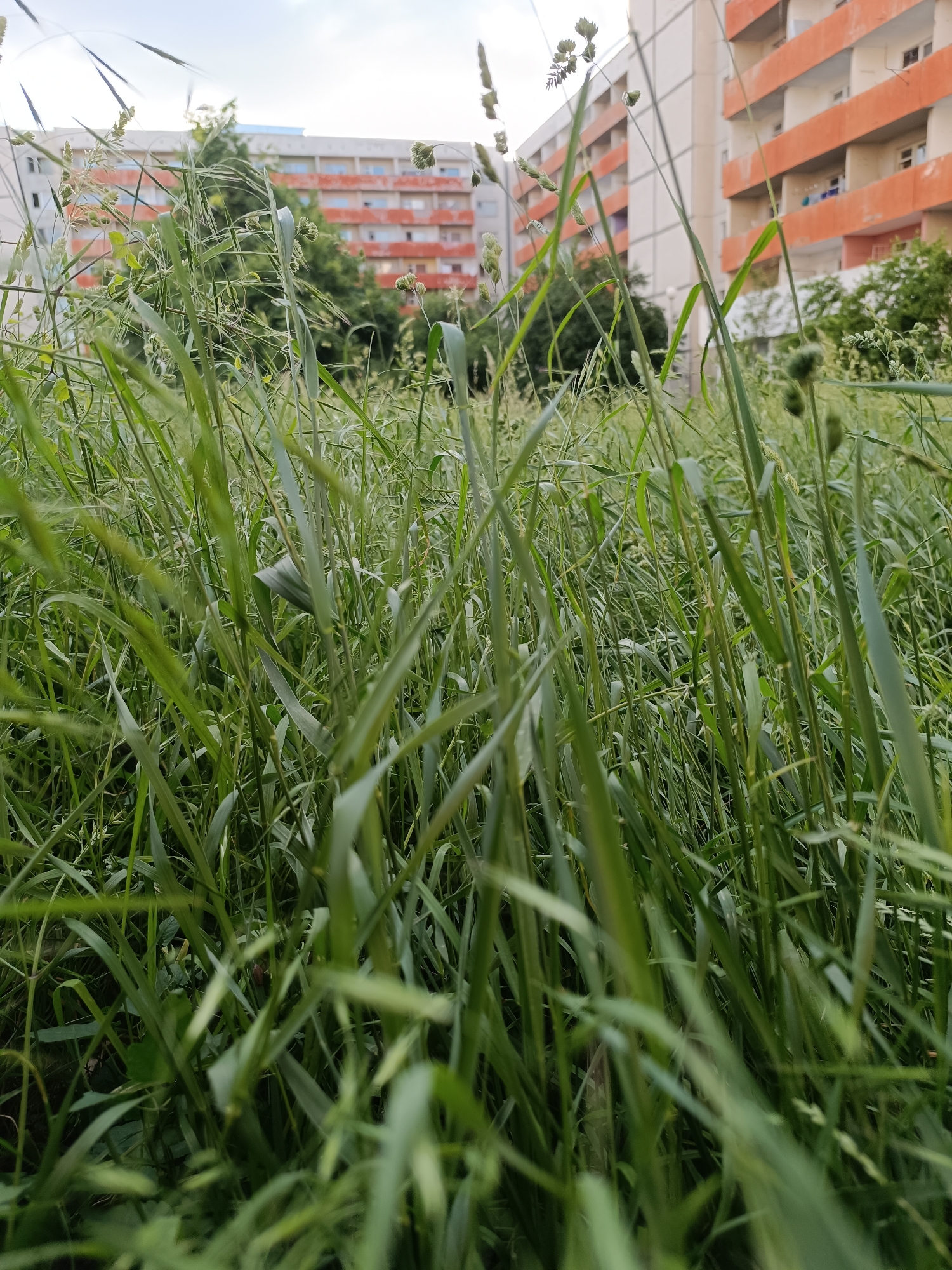 The image shows a close-up view of tall green grass, likely in a neglected or unmowed area. In the background, partially obscured by the grass, are apartment buildings with orange balconies. The buildings appear to be Soviet-era constructions, typical of Sofia, Bulgaria. The image appears to be taken at ground level. The sky is overcast.