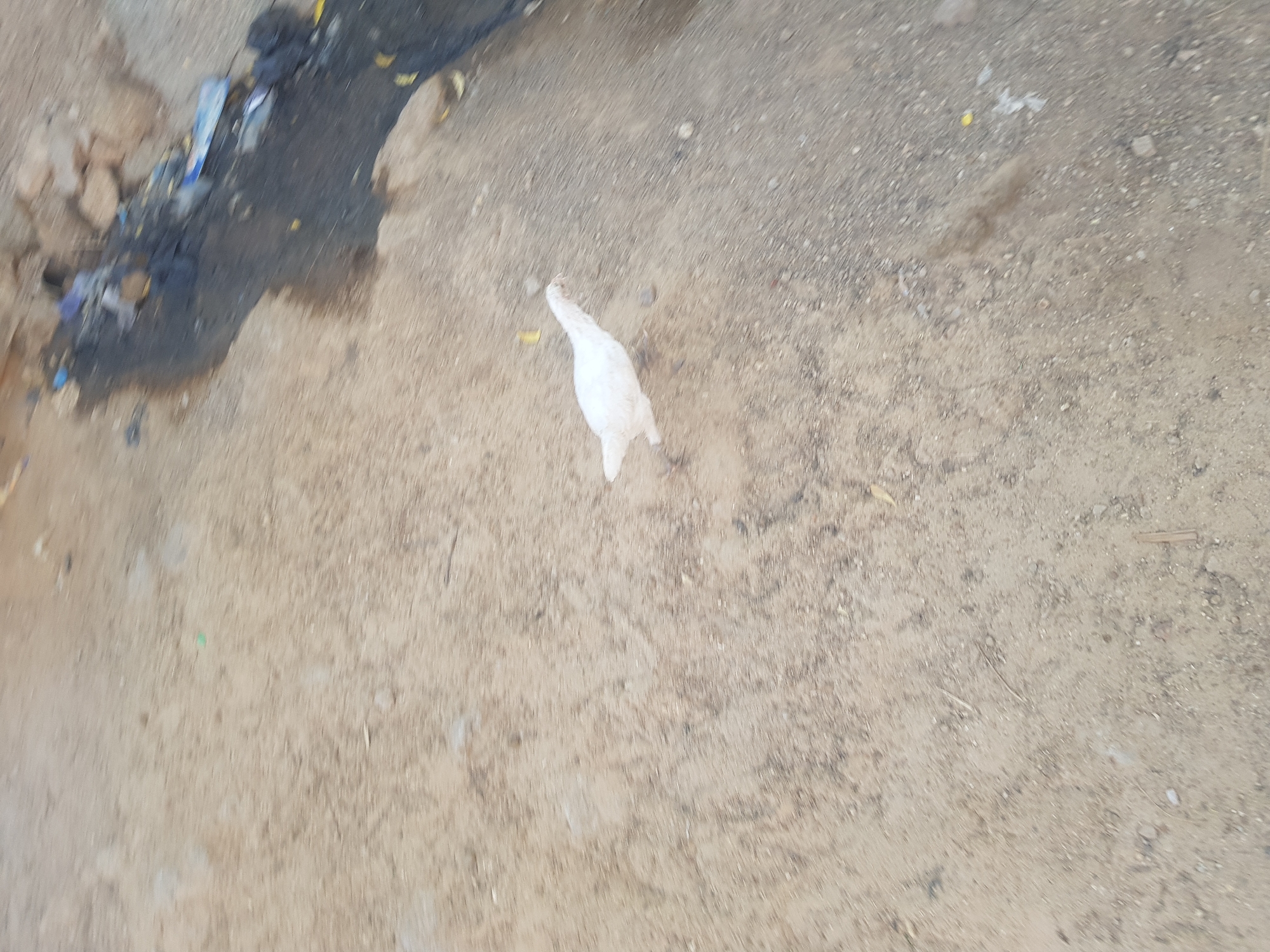 The image depicts a patch of unpaved ground in Dutsinma B, Nigeria. There is an area of trash and dark liquid at the upper left corner. A white chicken is standing near the center of the frame, facing away from the viewer. The ground is light brown and appears to be dry dirt or sand.