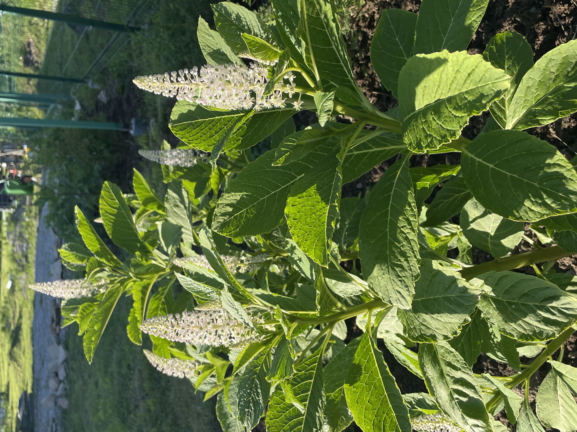 The image shows a close-up, outdoor, eye-level view of a flowering plant with large, green leaves and tall, white flower spikes. The plant appears healthy and is growing in dark soil. The leaves are broad and have prominent veins. The flower spikes are dense clusters of small, white blossoms. The sun is shining, casting shadows on the leaves and highlighting their texture. In the background, a green fence is visible, suggesting a garden or yard. Beyond the fence, there is a blurred background of green foliage and a gray, rocky surface, possibly a path or embankment. The lighting suggests it is daytime, likely morning or afternoon, with bright sunlight. There are no people or discernible text in the image. The overall scene is one of nature and growth, with a focus on the botanical details of the plant.