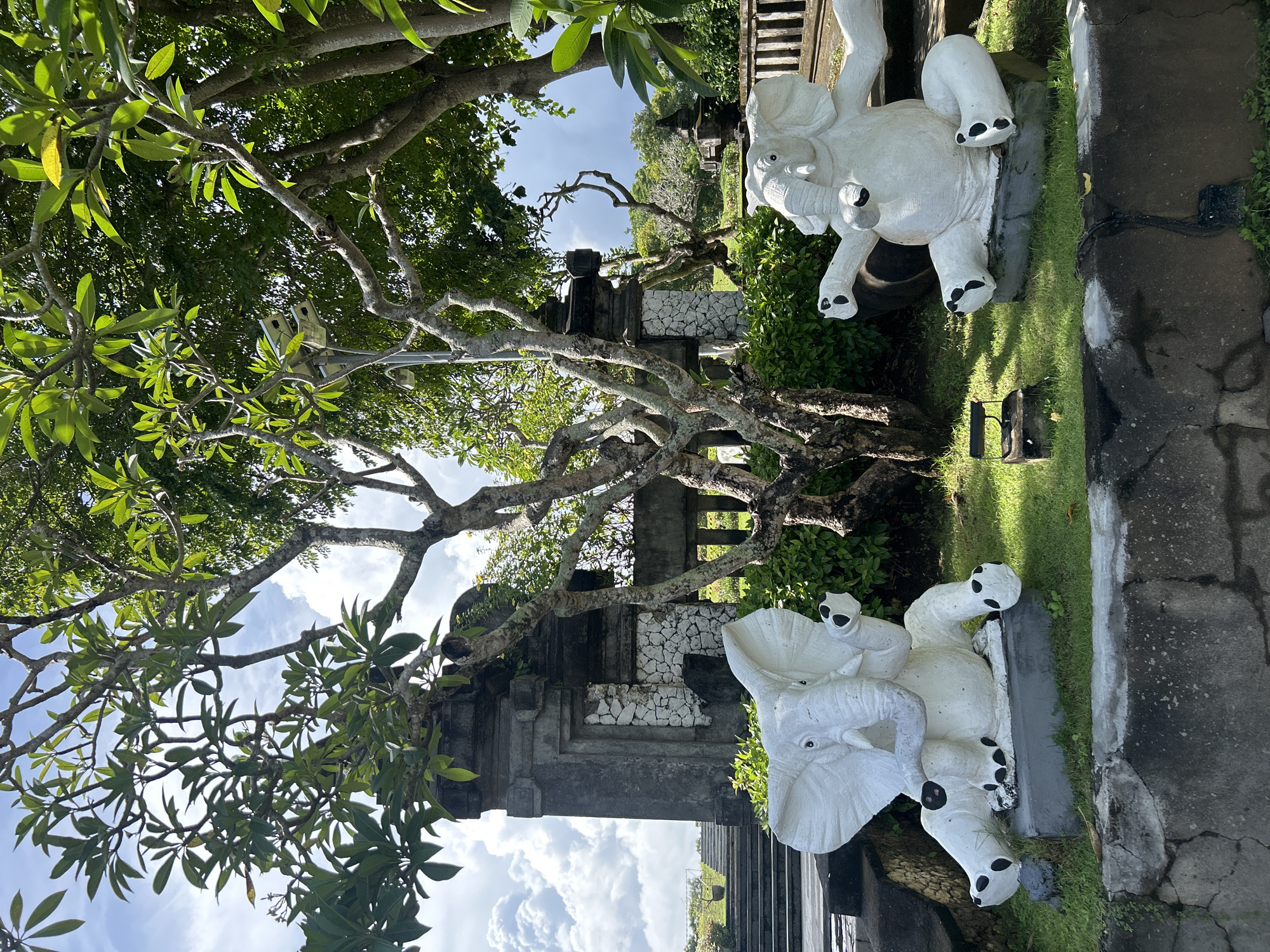 The image, originally rotated 90 degrees counter-clockwise, displays a tranquil outdoor scene featuring a garden or temple area, consistent with the given location context of Kuta Selatan, Indonesia.
In the foreground and midground on the right side, two ornate white elephant statues are prominently featured. Both statues have black accents on their toenails, around their eyes, and on parts of their ears, giving them a distinct appearance. One statue is closer to the viewer, showing its trunk raised, while the other is further back and slightly to the right. They are placed on a patch of well-maintained green grass.
The left and central portions of the frame are dominated by a large, mature tree with gnarled, intertwining branches and abundant green leaves, likely a frangipani (Plumeria) given the leaf shape. More lush greenery and shrubbery are visible behind and around the elephant statues.
In the background, a traditional stone gate or temple entrance is partially visible. This structure features dark grey stone blocks and a section of wall adorned with light-colored, irregularly shaped stones, suggesting local architectural styles. Beyond the gate, more trees and a clear blue sky with fluffy white clouds are visible, indicating sunny weather during the day, possibly morning or afternoon. A paved ground surface or pathway is visible in the lower right portion of the image.
There are no people or discernible activities taking place, creating a static and peaceful ambiance. No visible text appears in the image.