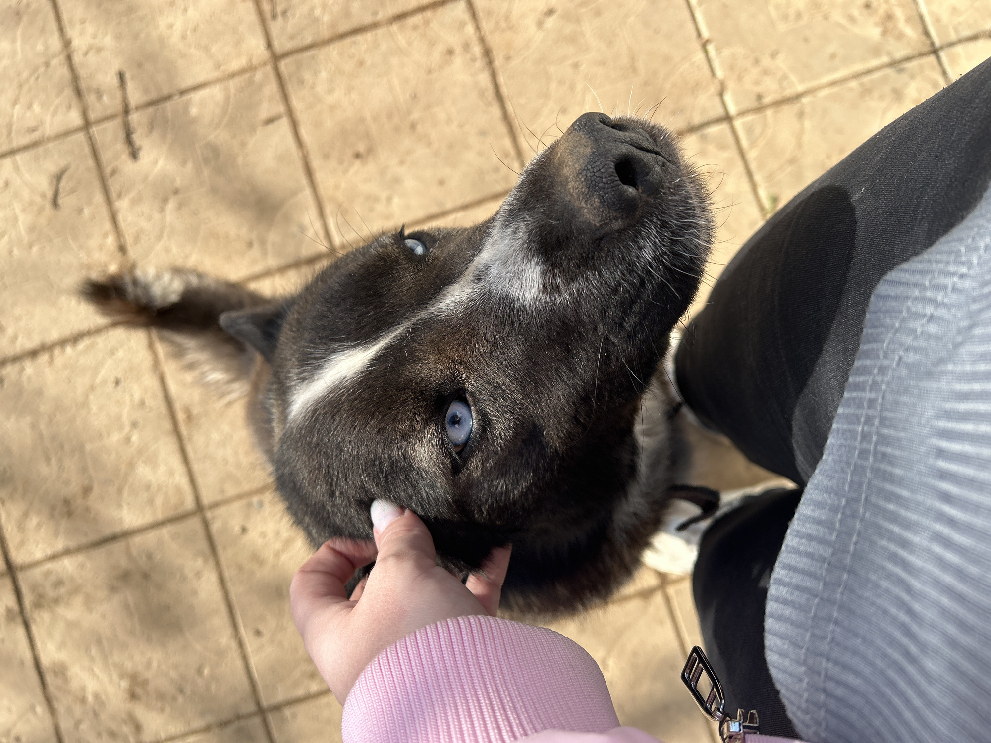 A medium, overhead shot shows a person petting a dog with light blue eyes. The dog is dark colored with white markings on its forehead. The person is wearing a light pink sweater and dark pants. The scene appears to be outdoors on a paved area made of beige tiles. The city and location of Фоки, Russia are not evident in this image.