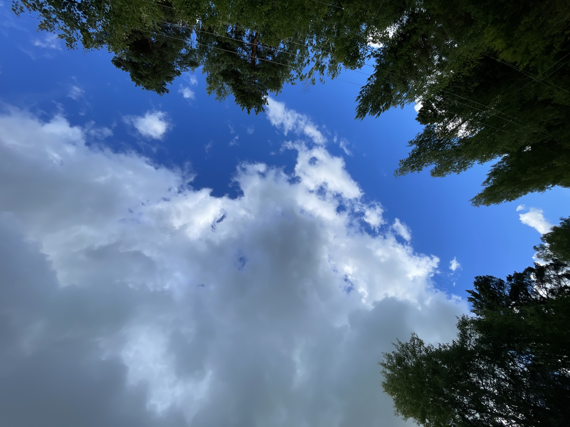 The image shows a view looking up towards a sky with clouds and trees along the edges. The sky is a vibrant blue with a mix of dark, heavy clouds on the left side and lighter, scattered white clouds on the right. The trees, primarily dark green and leafy, frame the sky from the bottom left and right, reaching upwards. Some of these trees appear to be tall and slender, with branches extending into the frame. The overall impression is of an outdoor scene, possibly a park or a residential area with significant tree cover, on a day with varied cloud cover. The image's perspective is from below, emphasizing the expanse of the sky and the height of the trees. There are no people or visible structures in this particular frame.