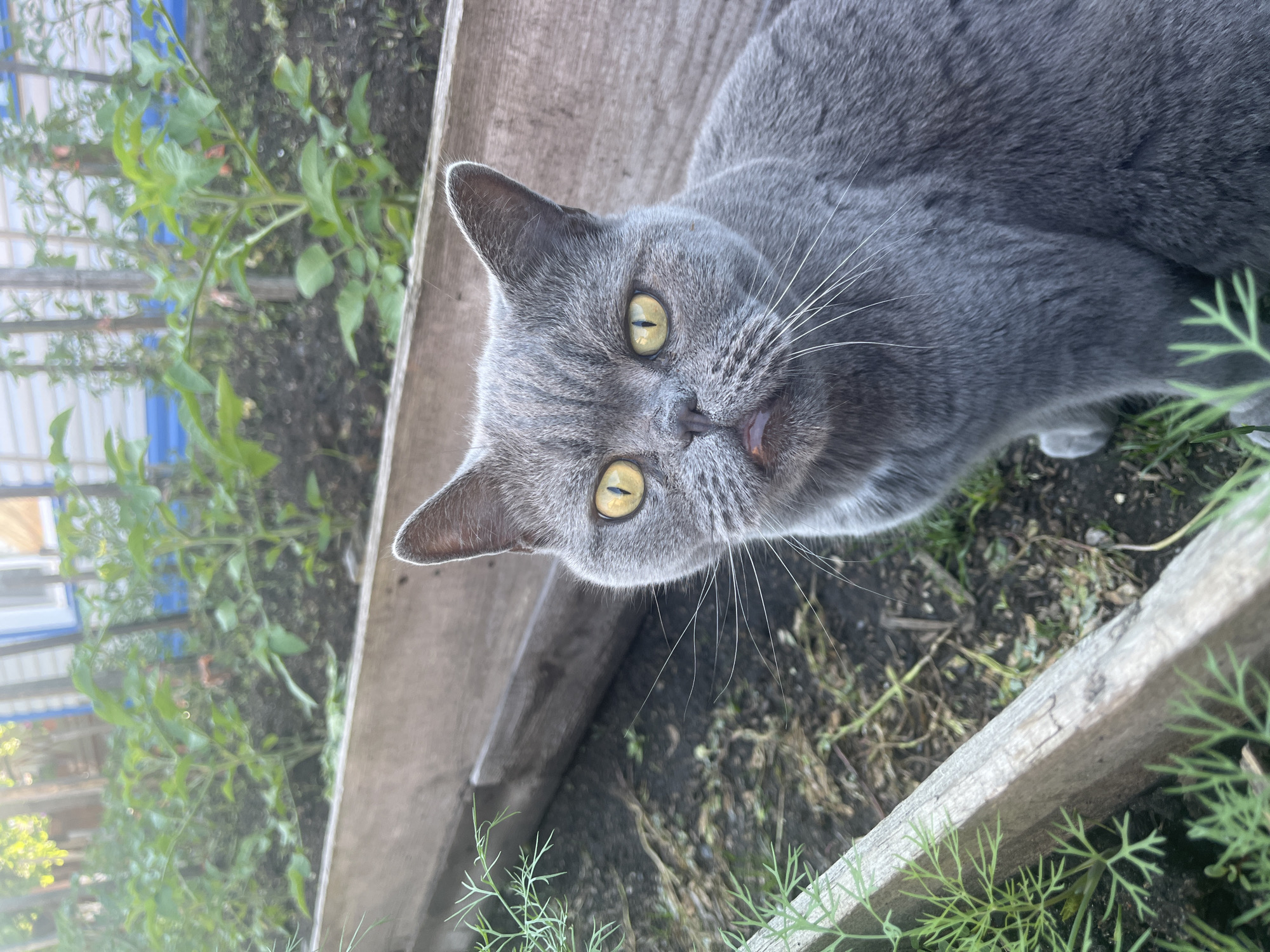 A grey British Shorthair cat with yellow eyes sits in a garden bed in Shadrinsk, Russia. The cat is facing forward, looking directly at the camera. The garden bed is made of wooden planks and contains green plants, possibly tomato seedlings. The background shows more plants and a building with blue trim. The lighting suggests it is daytime, possibly late afternoon due to the warm light.