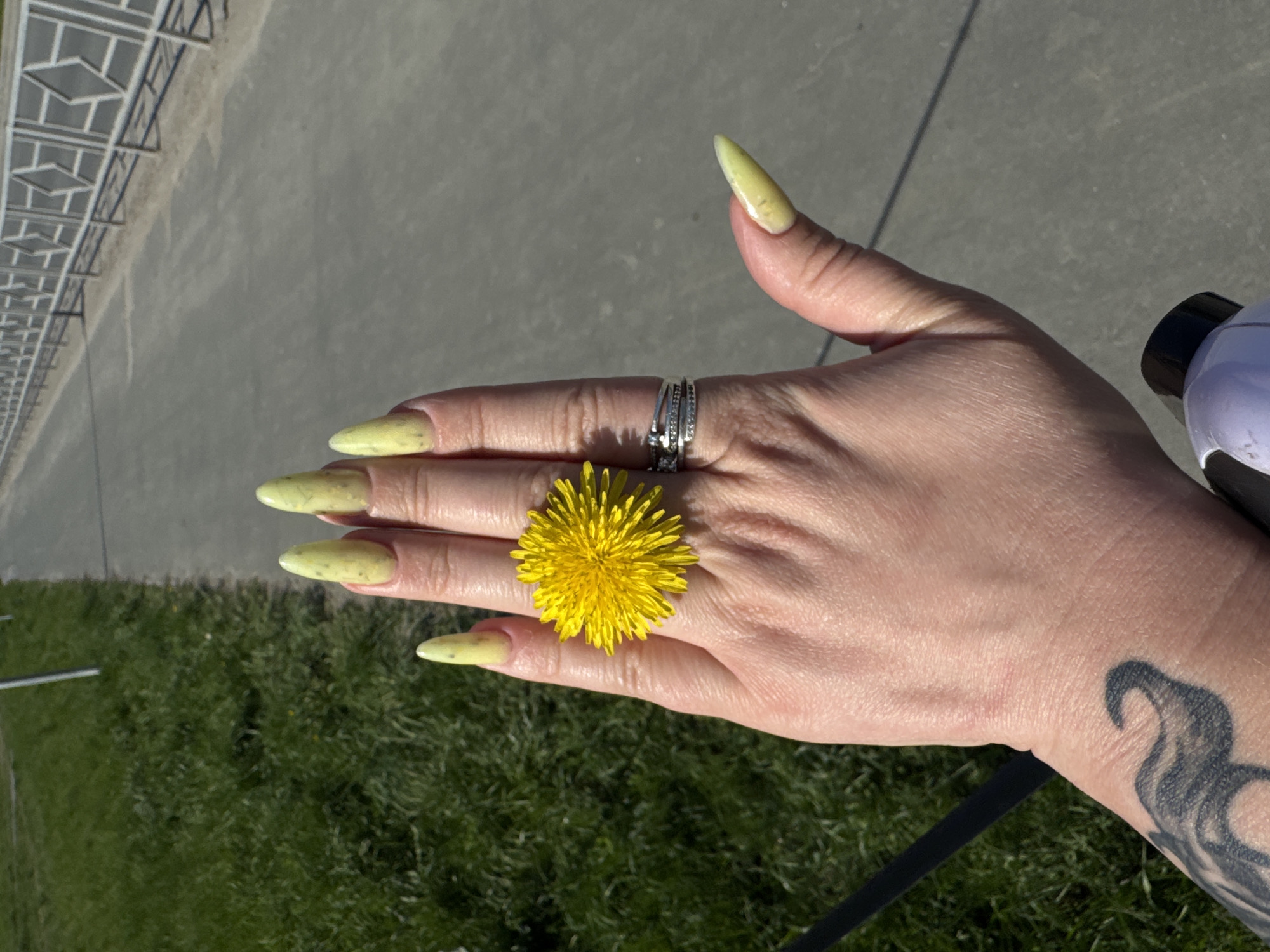 A photograph shows a fair-skinned hand with yellow and green speckled nail polish, adorned with three silver rings, and a yellow dandelion placed on the middle finger, against a backdrop of green grass, a concrete surface with a metal railing, and part of a black object and a white container. The hand is positioned diagonally in the frame, with the dandelion centered on the middle finger. A black tattoo is visible on the wrist. The background consists of grass and a concrete surface with a metal railing. The photo seems to be taken in an outdoor setting, likely a park or green space, in the city of Unknown, Unknown.