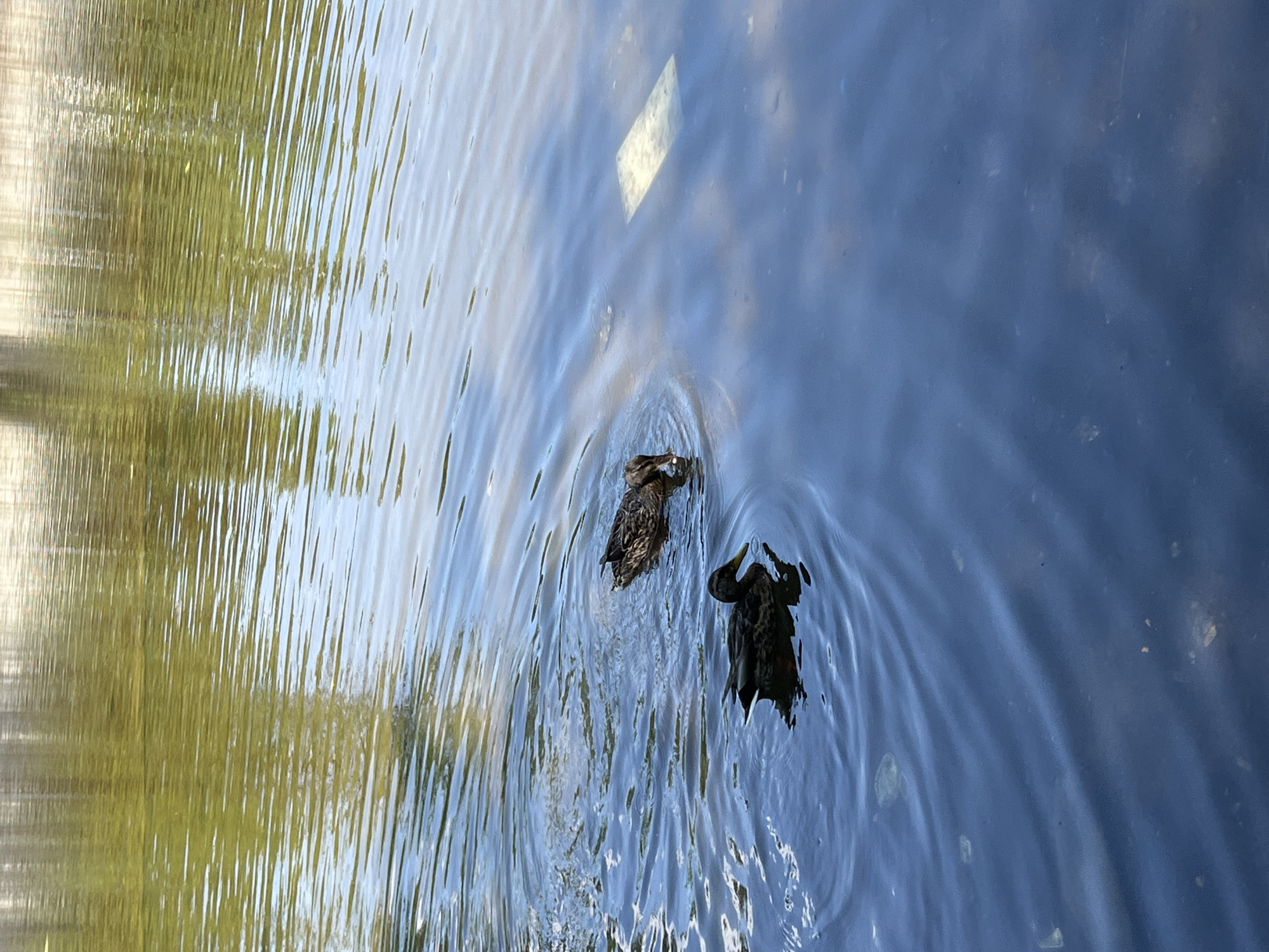 Two ducks are swimming in a body of water. The water reflects trees and structures on the bank. One duck is in the foreground and the other is further back and to the right. There is a light-colored rectangular object submerged in the water to the right of the ducks. The scene is likely in a park in Sofia, Bulgaria.