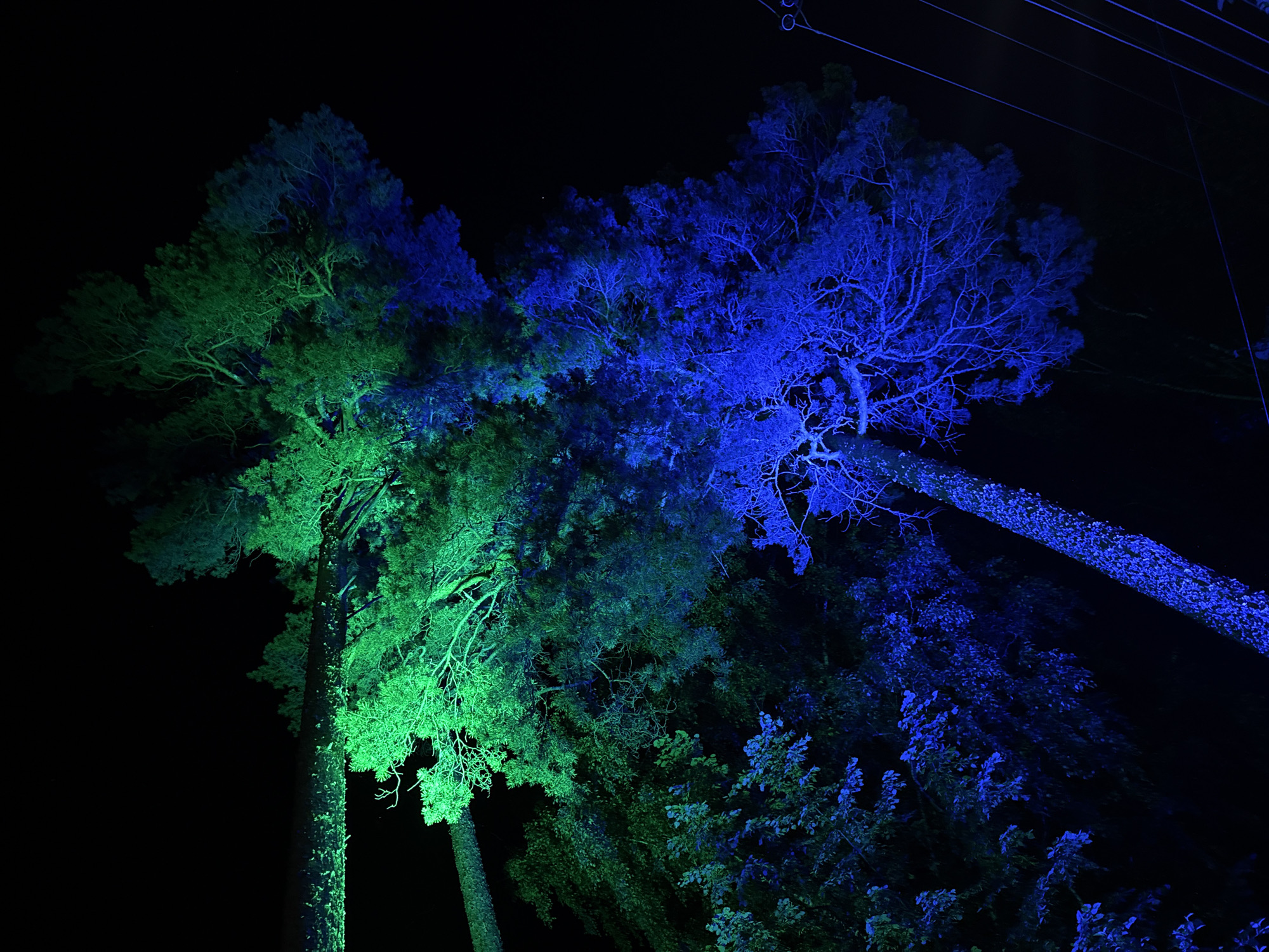 The image depicts a nighttime scene in Zolotoi Plyazh, Russia, featuring trees illuminated with vibrant green and blue lights against a dark sky. The lighting creates a dramatic and surreal effect, highlighting the intricate branches and foliage of the trees. The trees appear to be located in a natural setting, possibly a park or forest, with some infrastructure visible in the background, such as power lines. The composition suggests the viewpoint is looking upwards into the canopy of the trees.